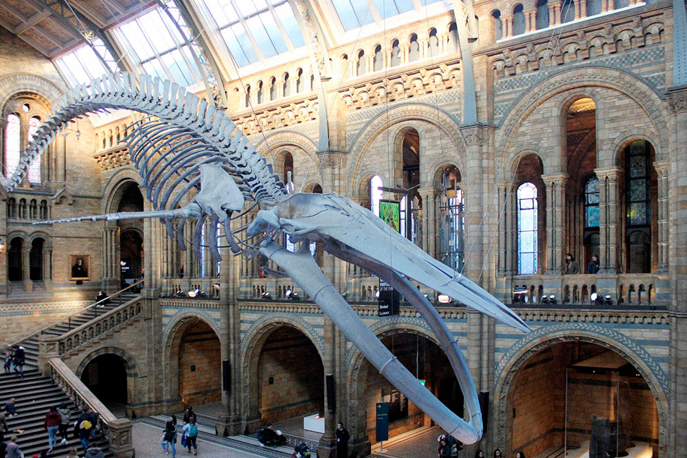 В музее естествознания выставлен огромный скелет кита. Еще там есть большая коллекция скелетов динозавров