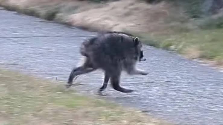 Джимоти бежит