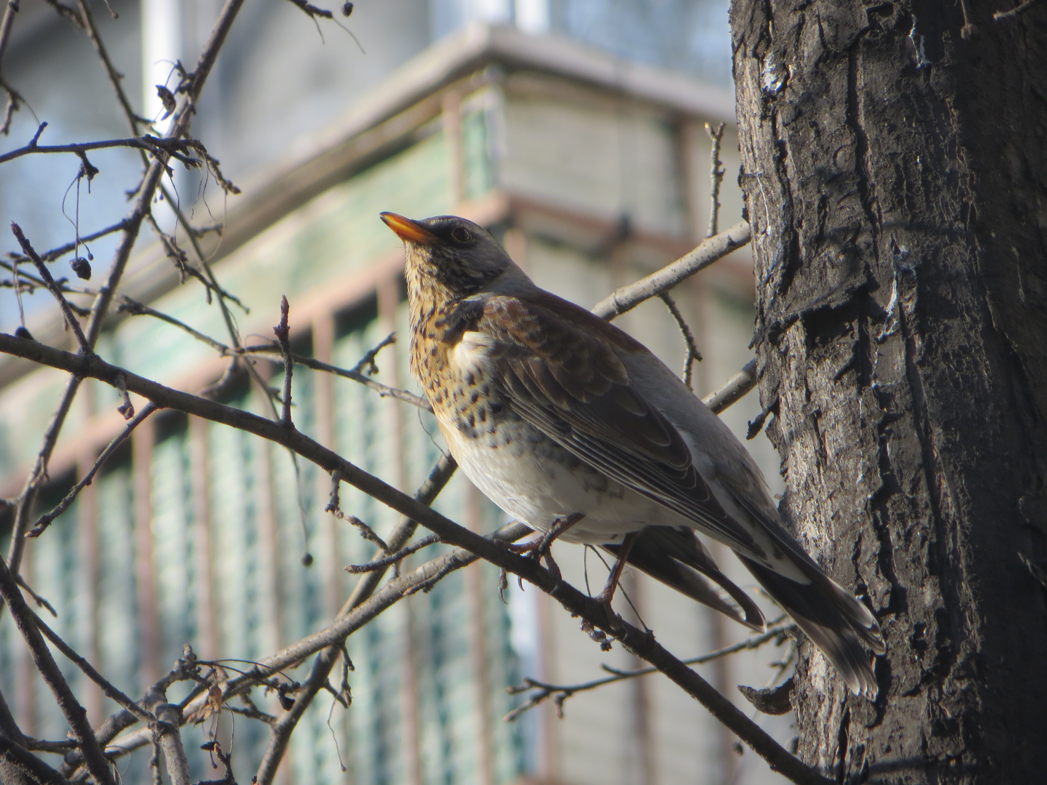 Первая удачная фотография с прогулки в ЦПКиО им. Маяковского Canon Powershot SX240 01.04.2025