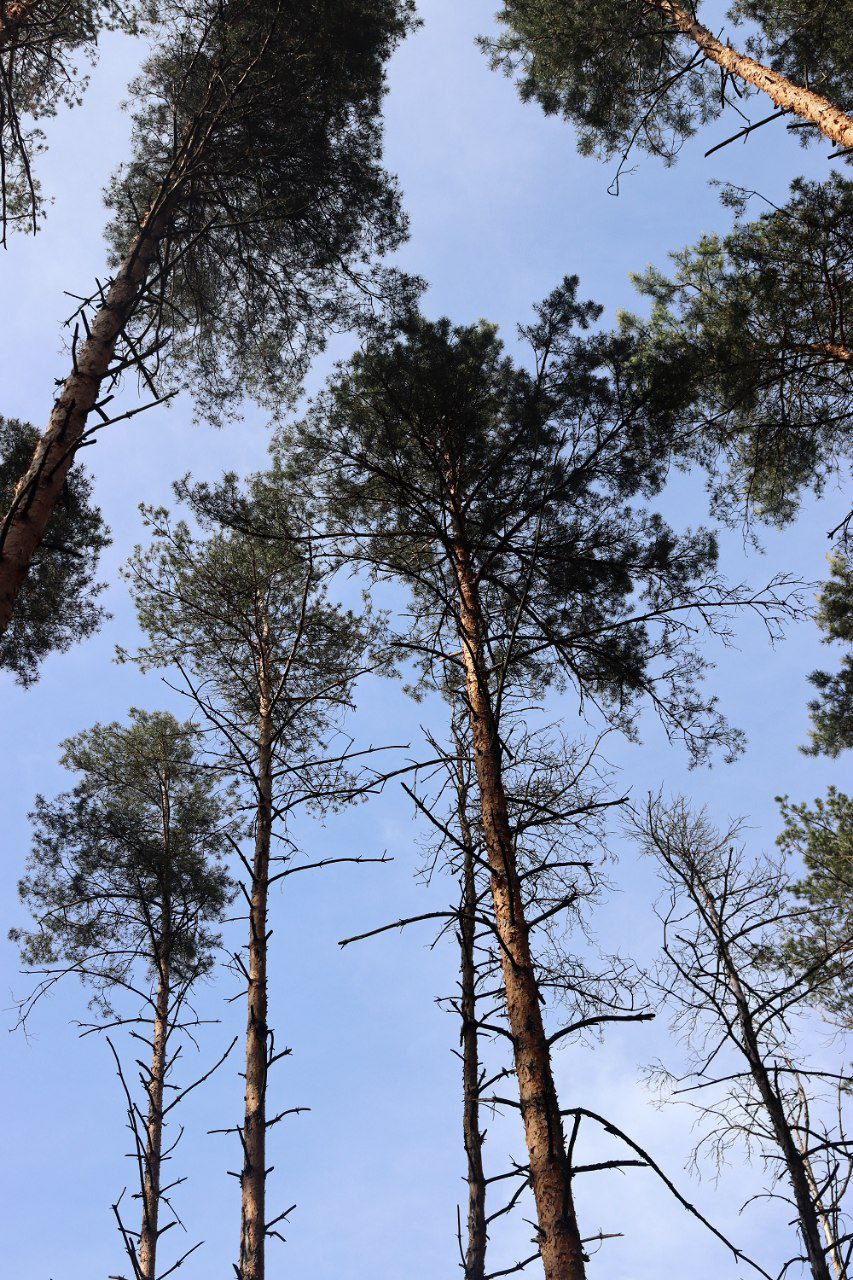 Сосновый лес. Парк-отель Песчанный г.Железногорск, Курская область.