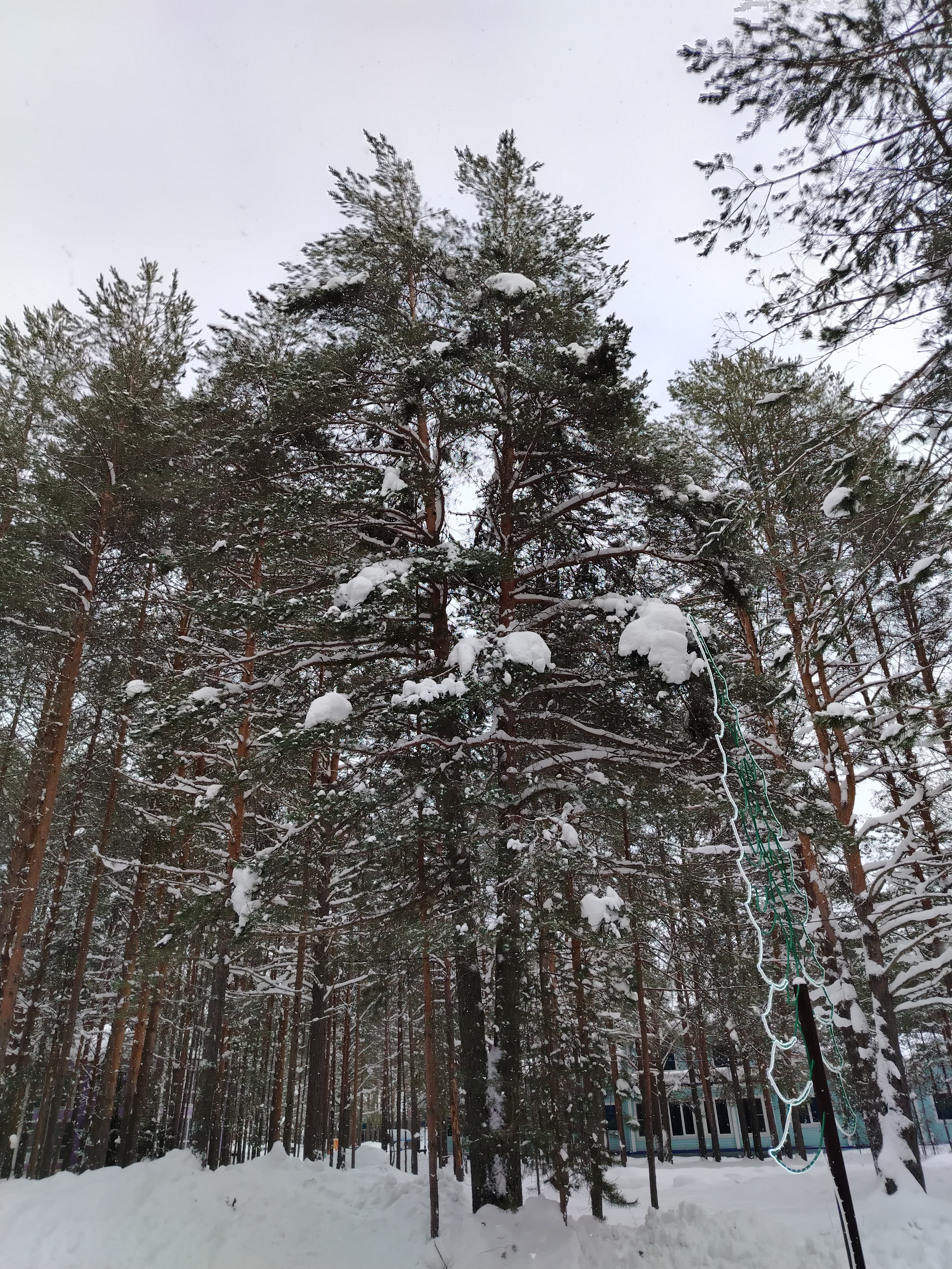 Сосны на территории Усадьбы Деда Мороза
