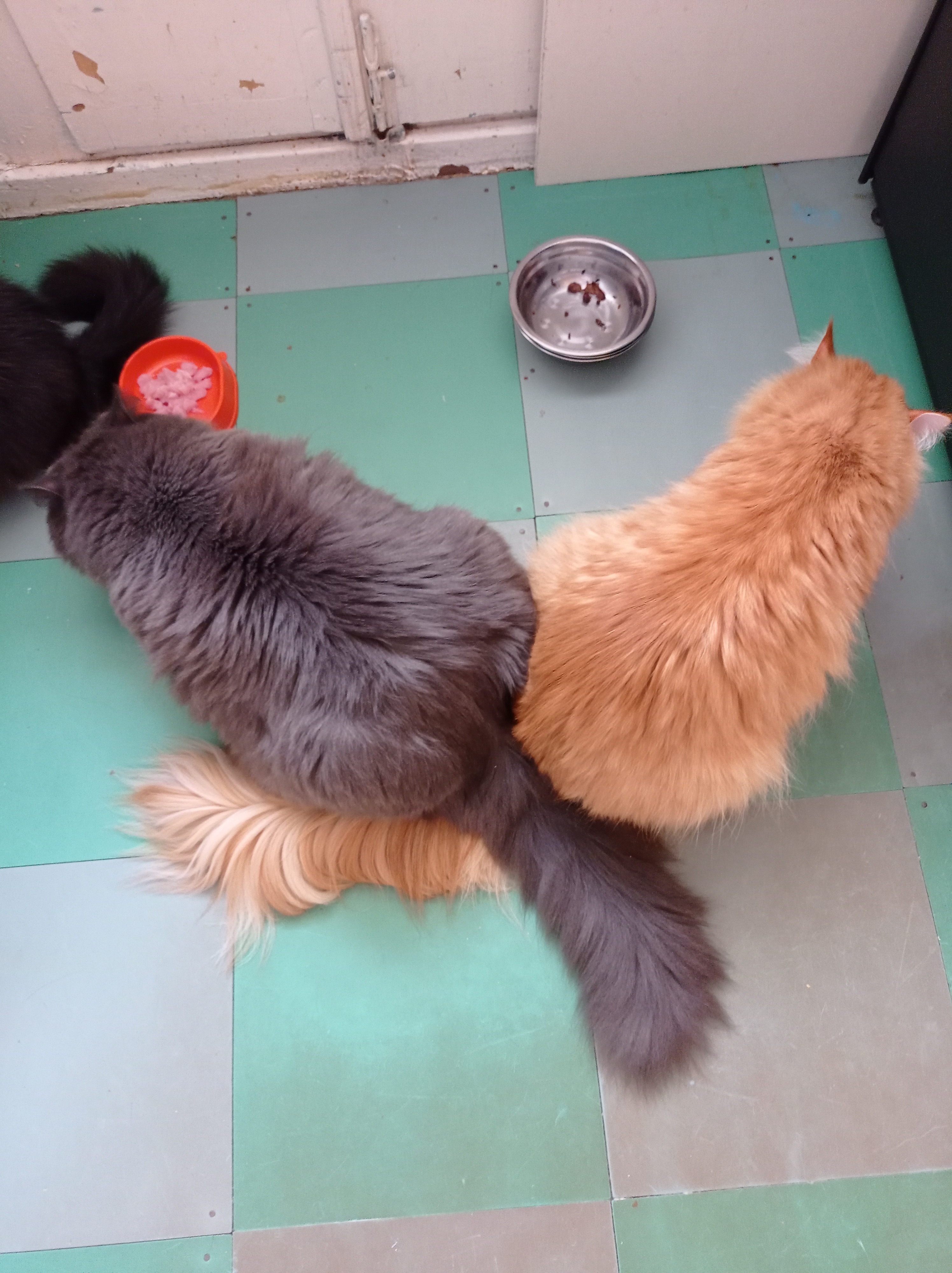 Мои мальчишки.