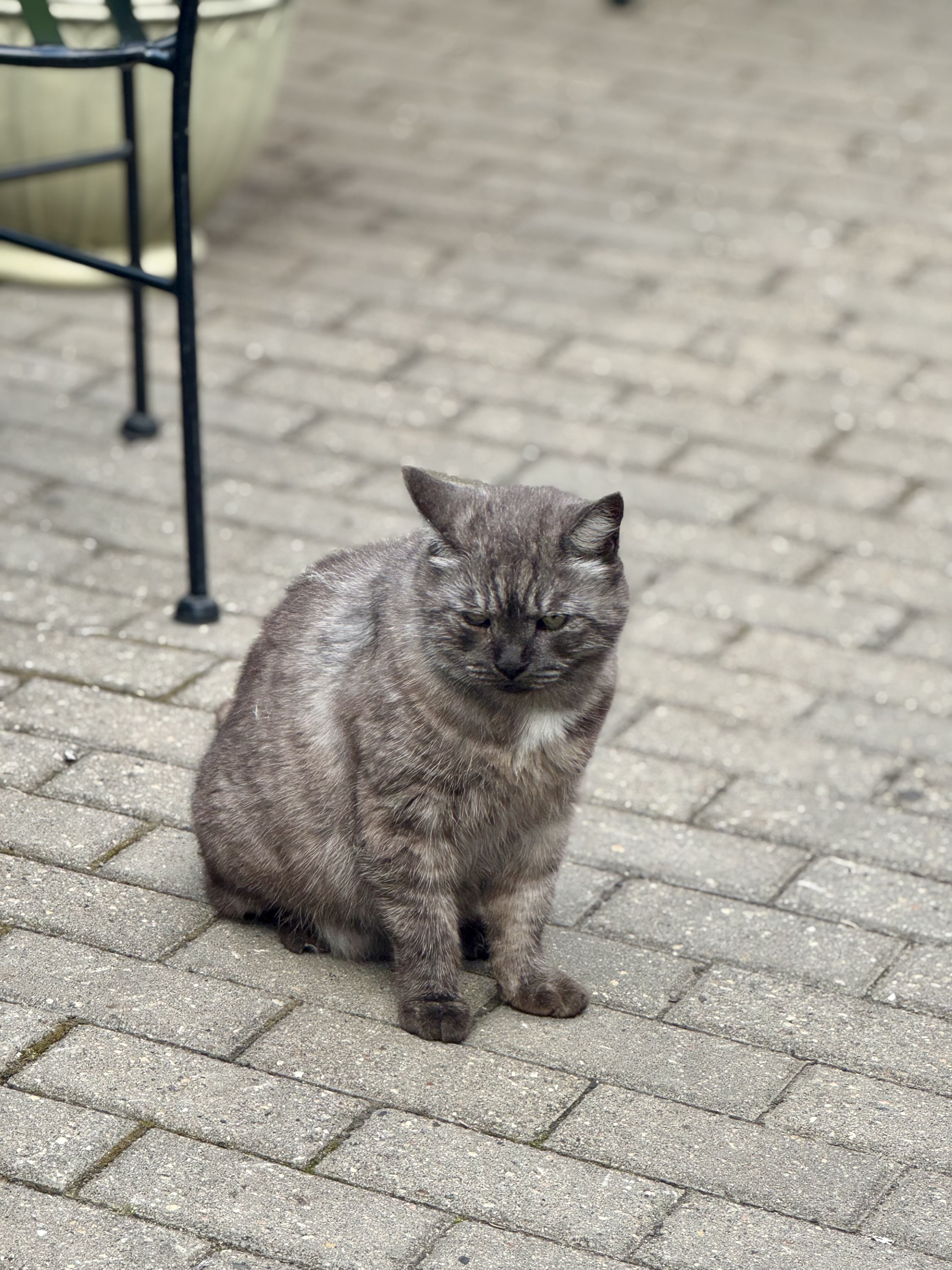 Милый котик в кафе Истры
