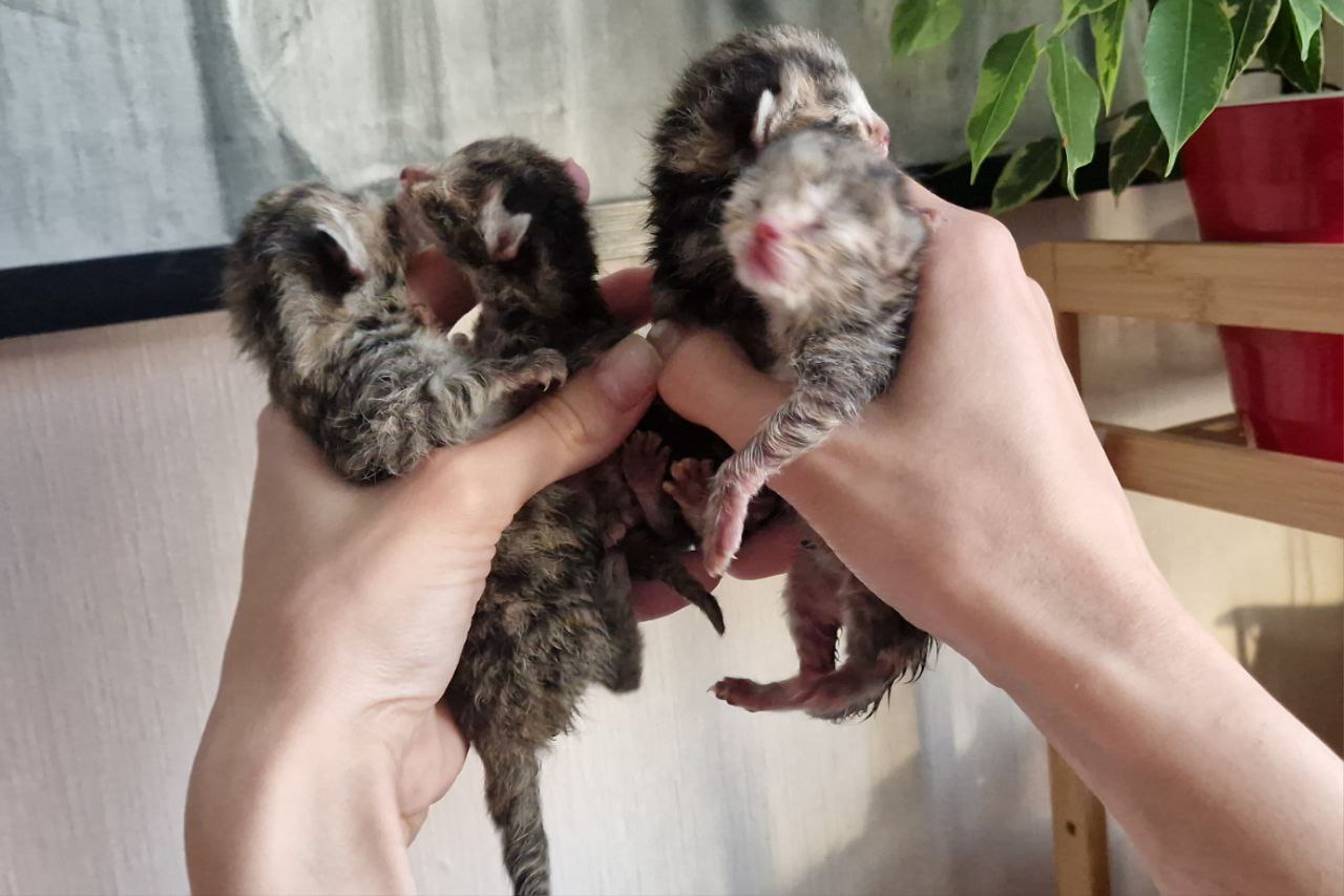 Букет новорожденных котят