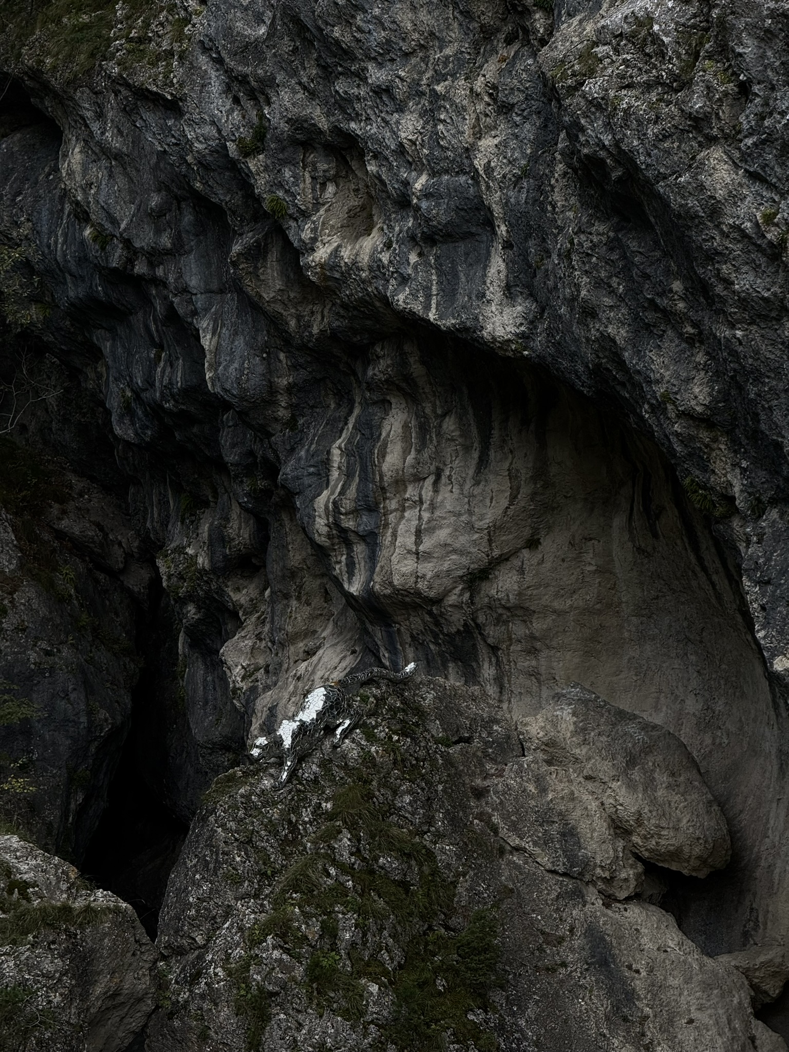 Найди барса (Северная Осетия-Алания)