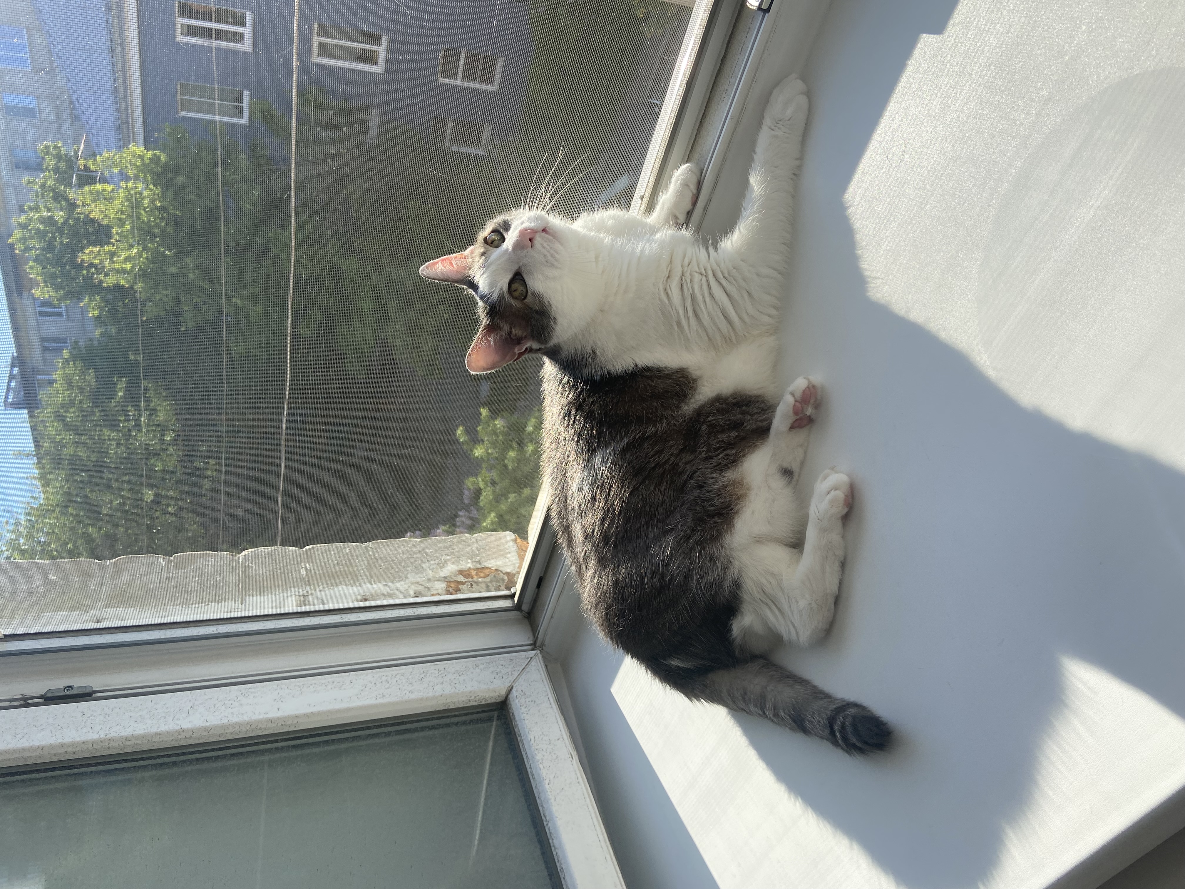 Нежится на солнышке☀️