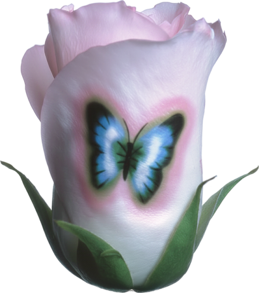 Лейбл заголовка