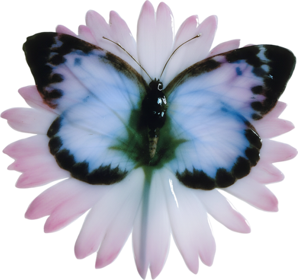 Лейбл заголовка