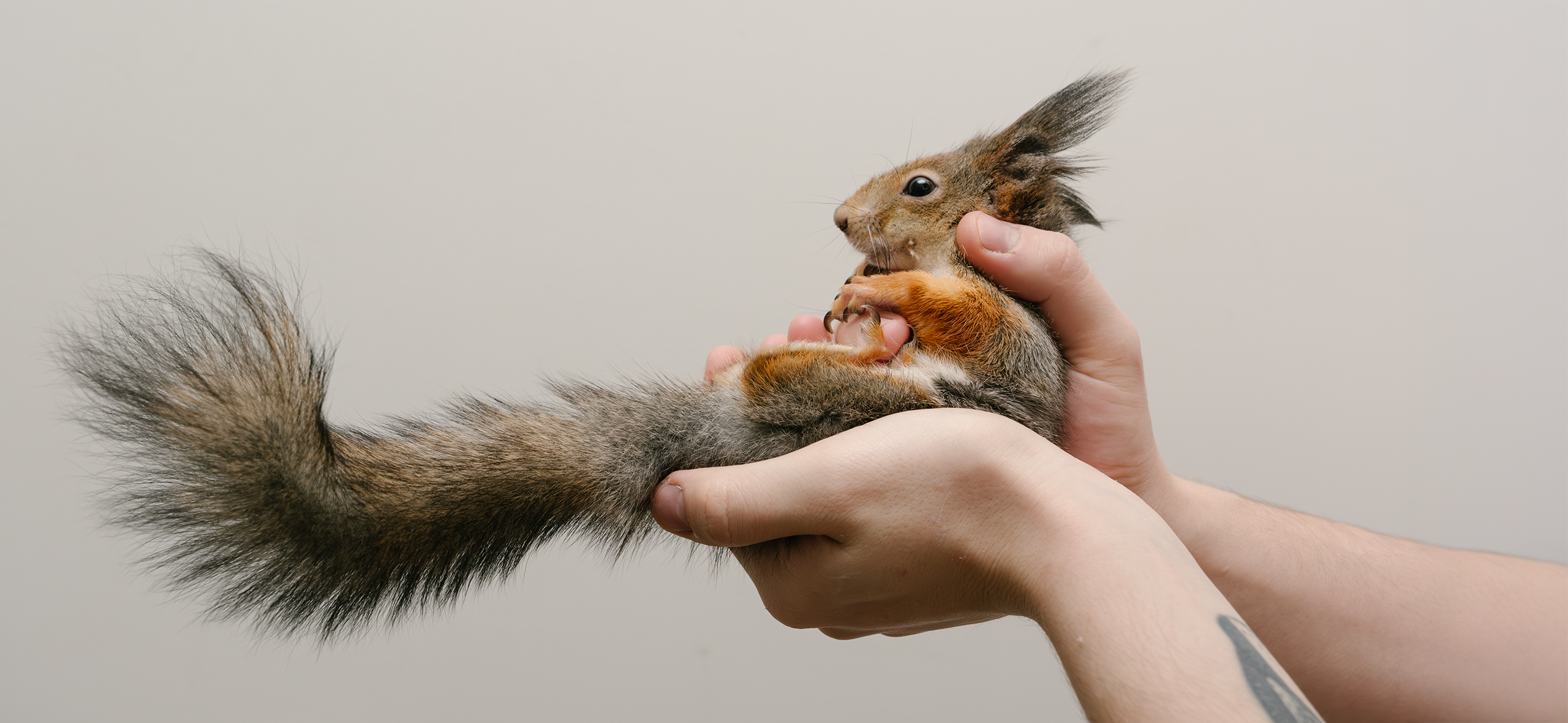 Как живет ручная белка Ола — посла­ние хаоса