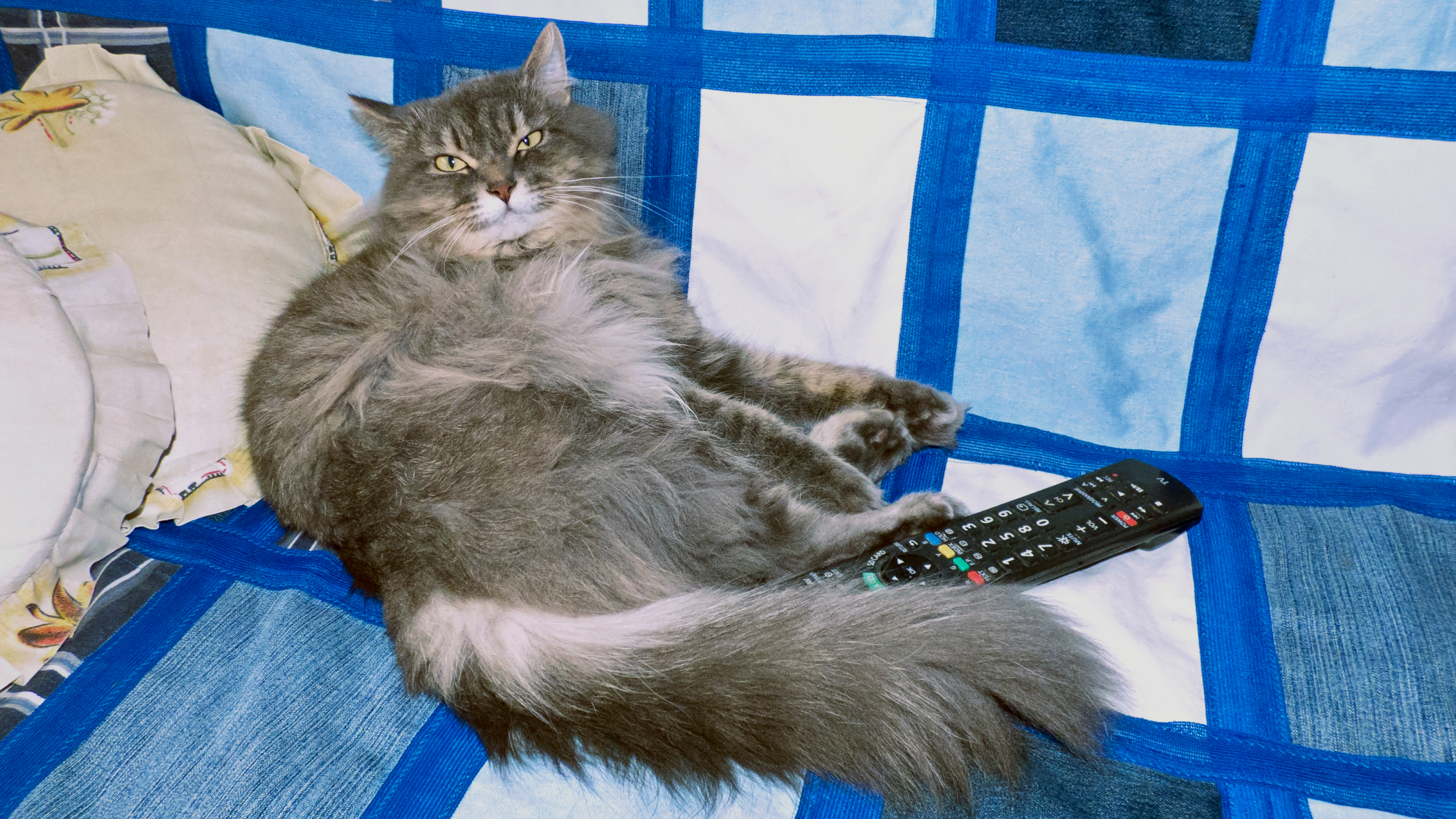«Кот любит фильмы с Ченнингом Татумом»: 3 способа провести досуг с питомцами