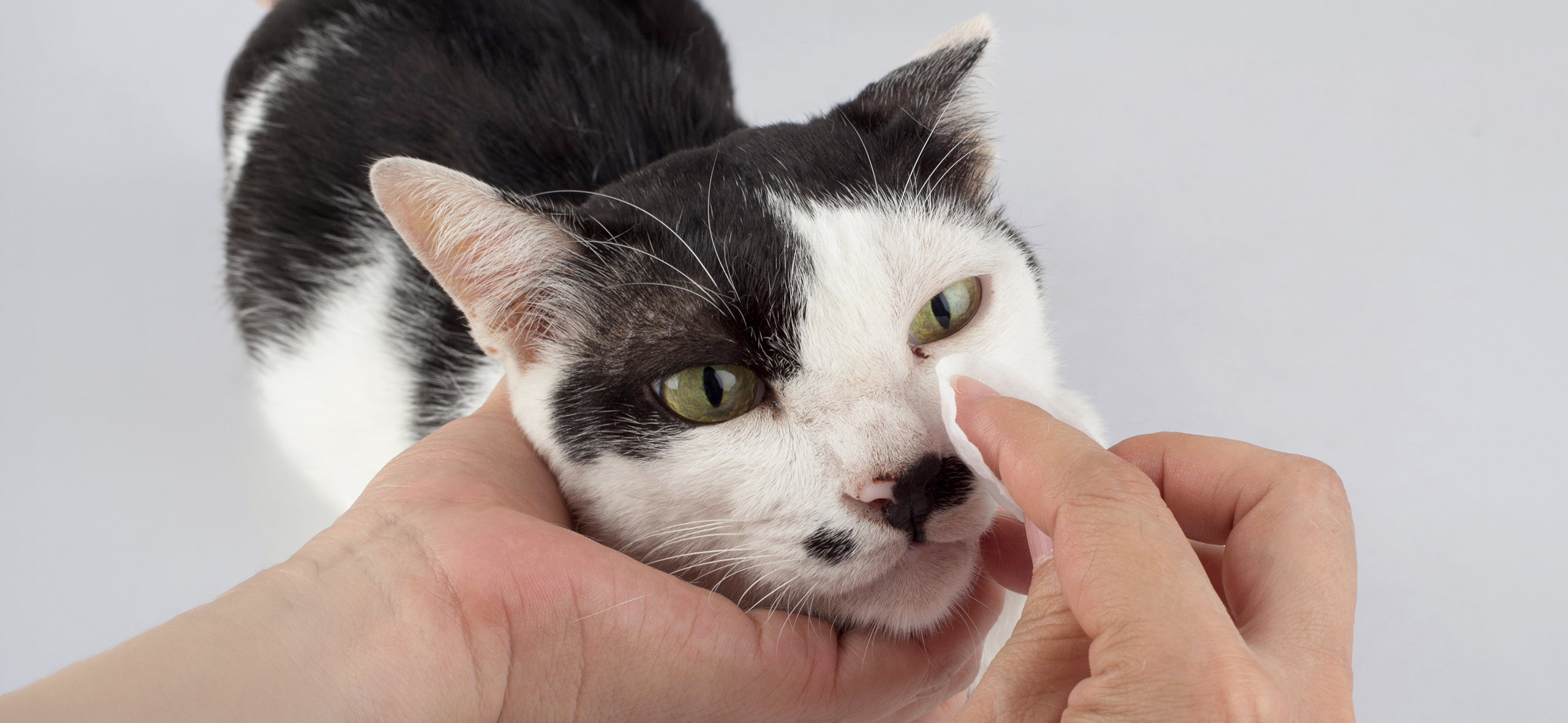 У кошки появляются «козявки» в глазах — это плохо?