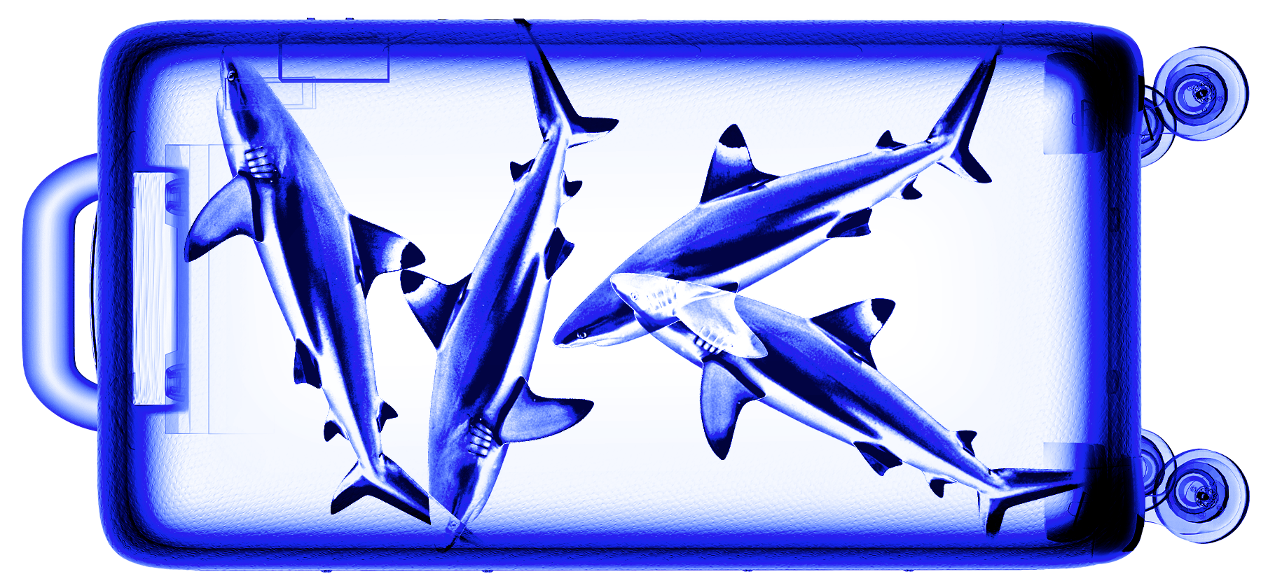 Водятся ли акулы в Черном море?