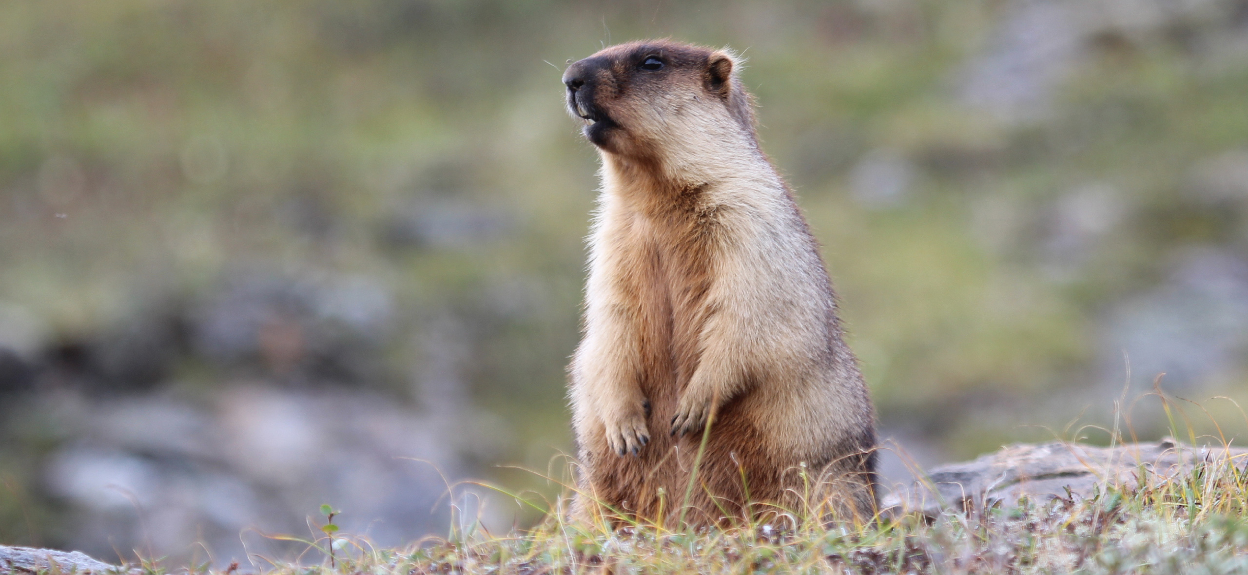 6 редких животных, на которых можно посмотреть на Байкале