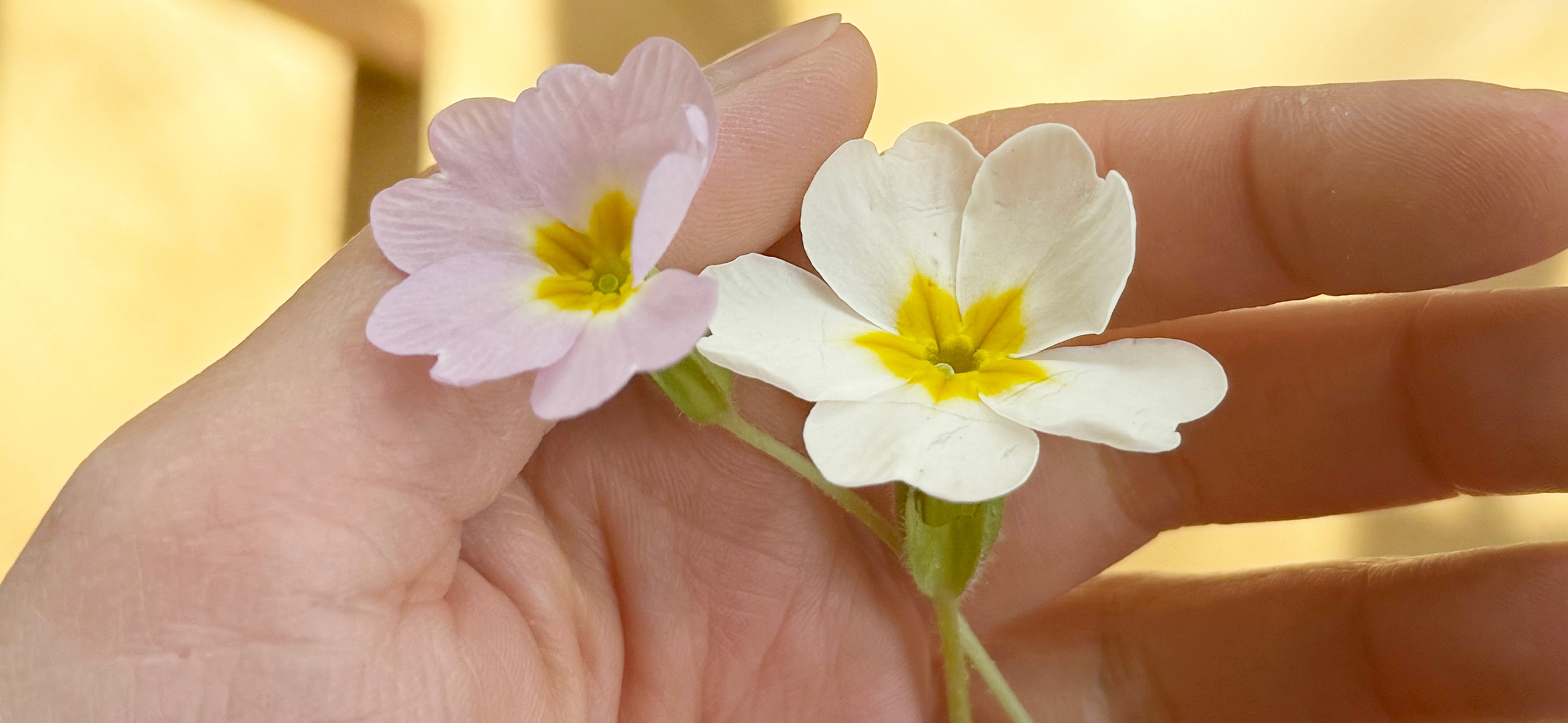 Киста, фиброаде­нома и еще 5 добро­ка­че­ственных опухолей груди, которые не всегда надо лечить