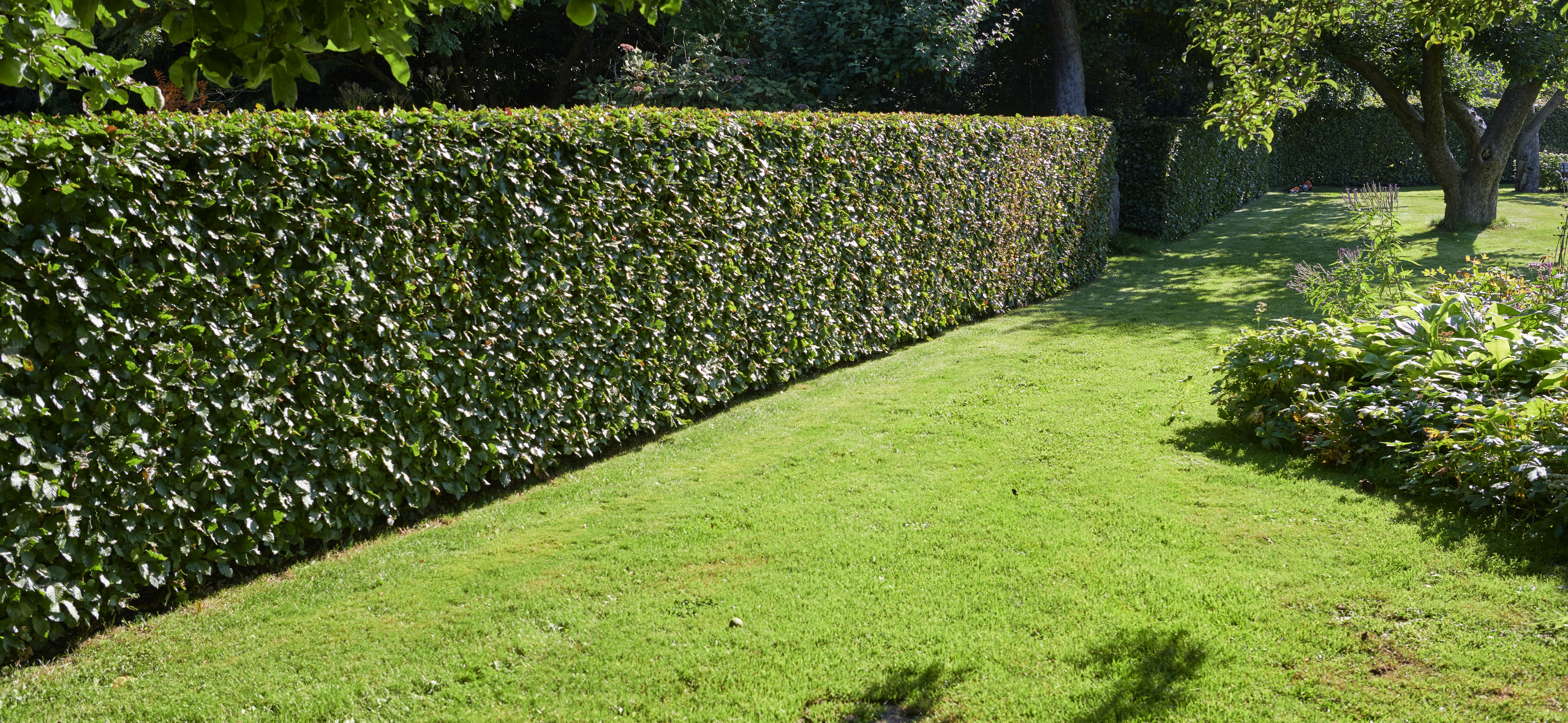 Скрыться от соседей с помощью расте­ний: 7 решений кроме изгороди из туи