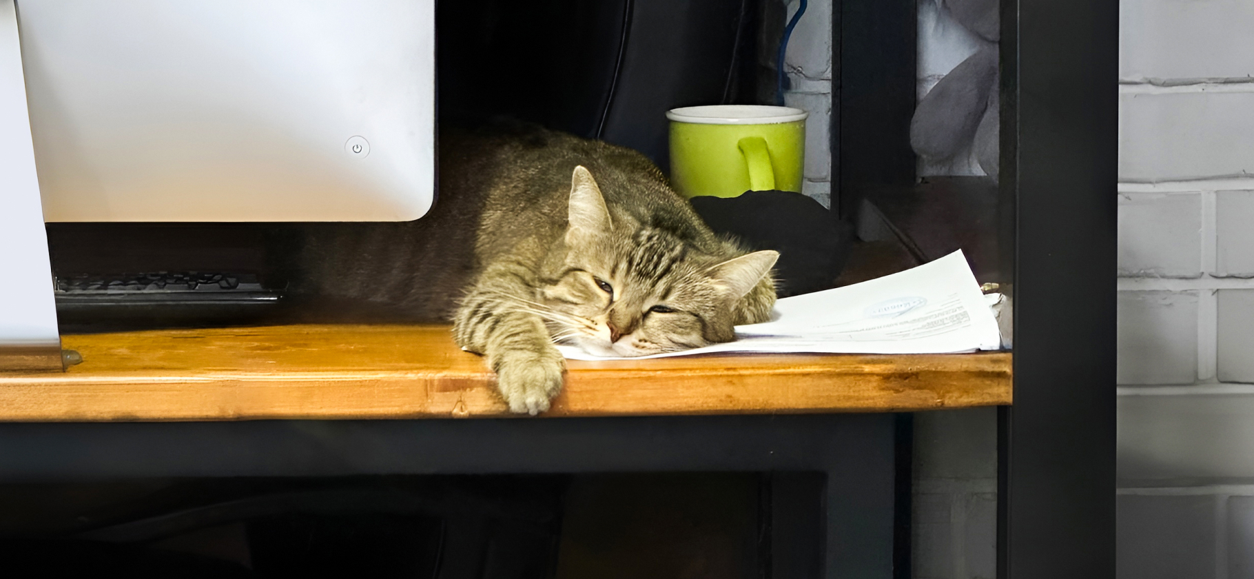 «Наша булочка иногда бывает с пер­чинкой»: сколько стоит содержать кошку в офисе