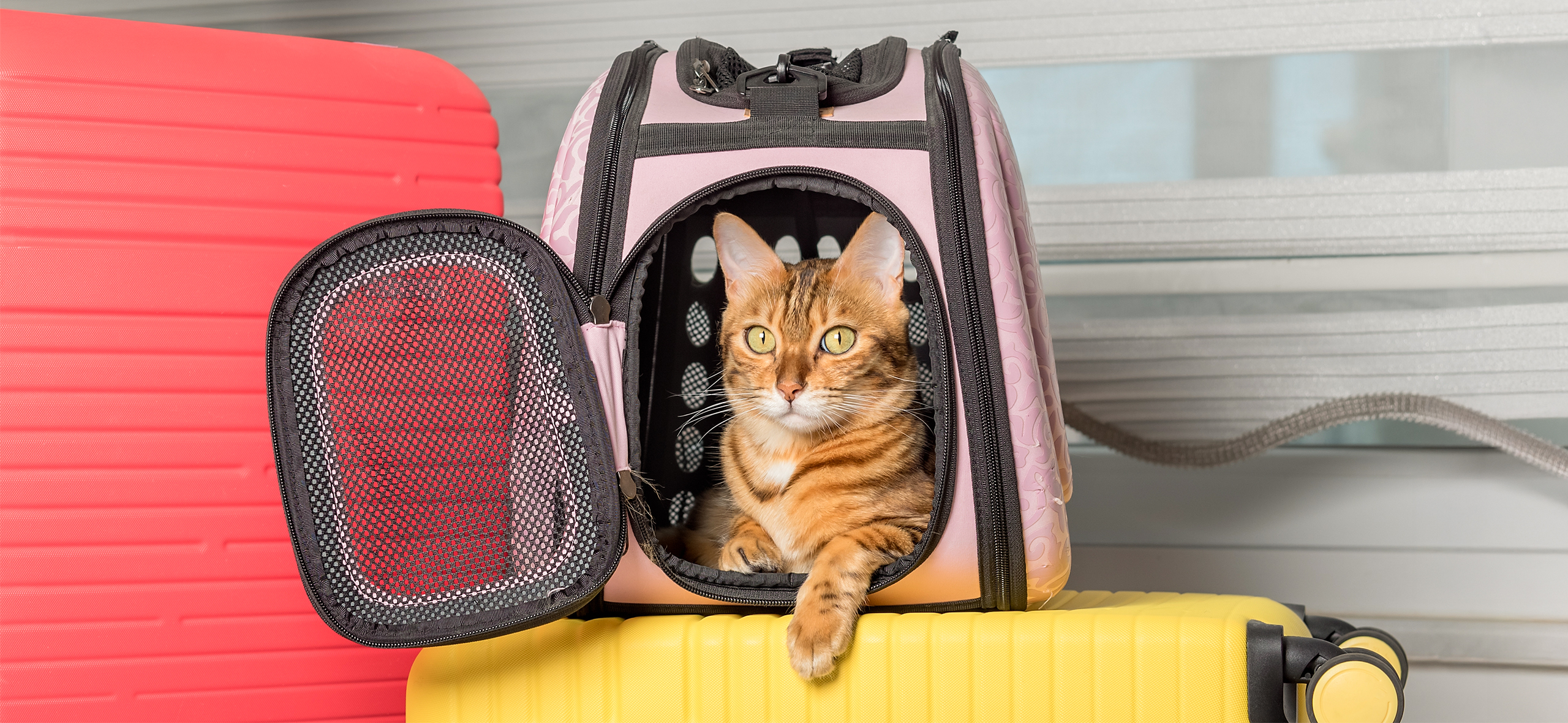 Как перевезти кошку из Грузии в Россию