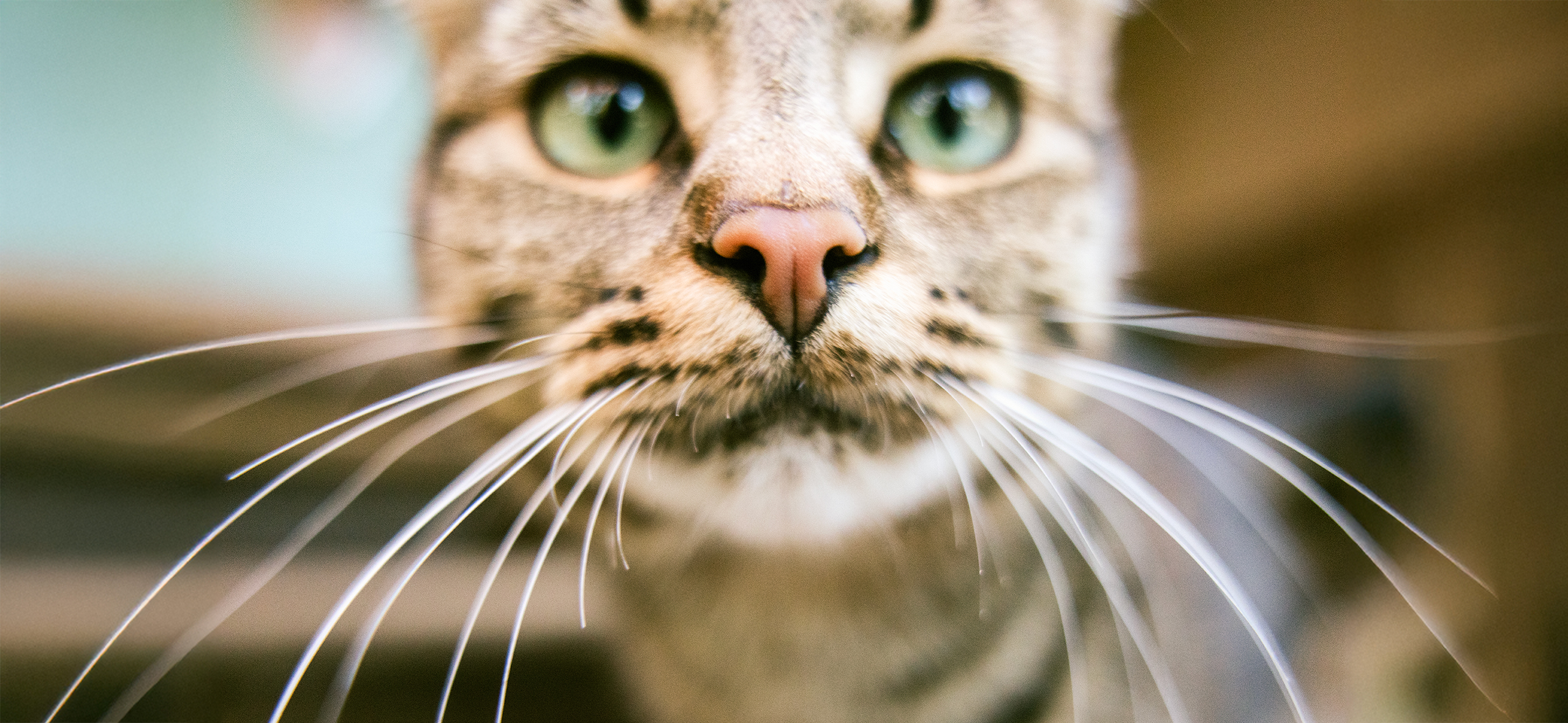 Что делать, если у кошки насморк?