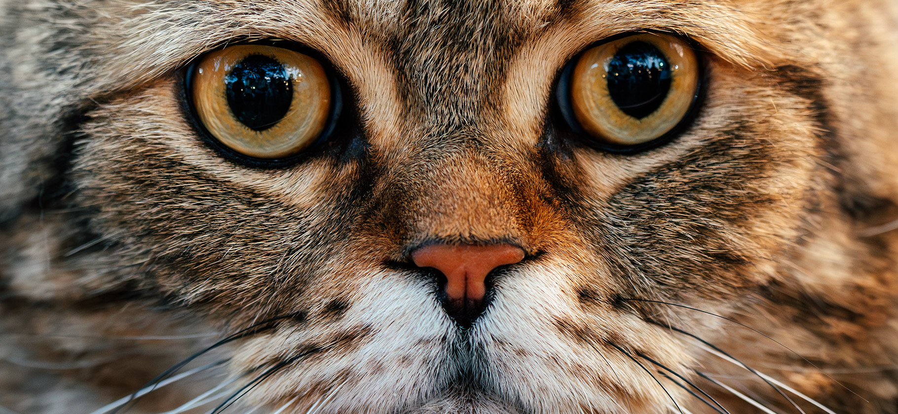 Что делать, если у кошки слезятся глаза?