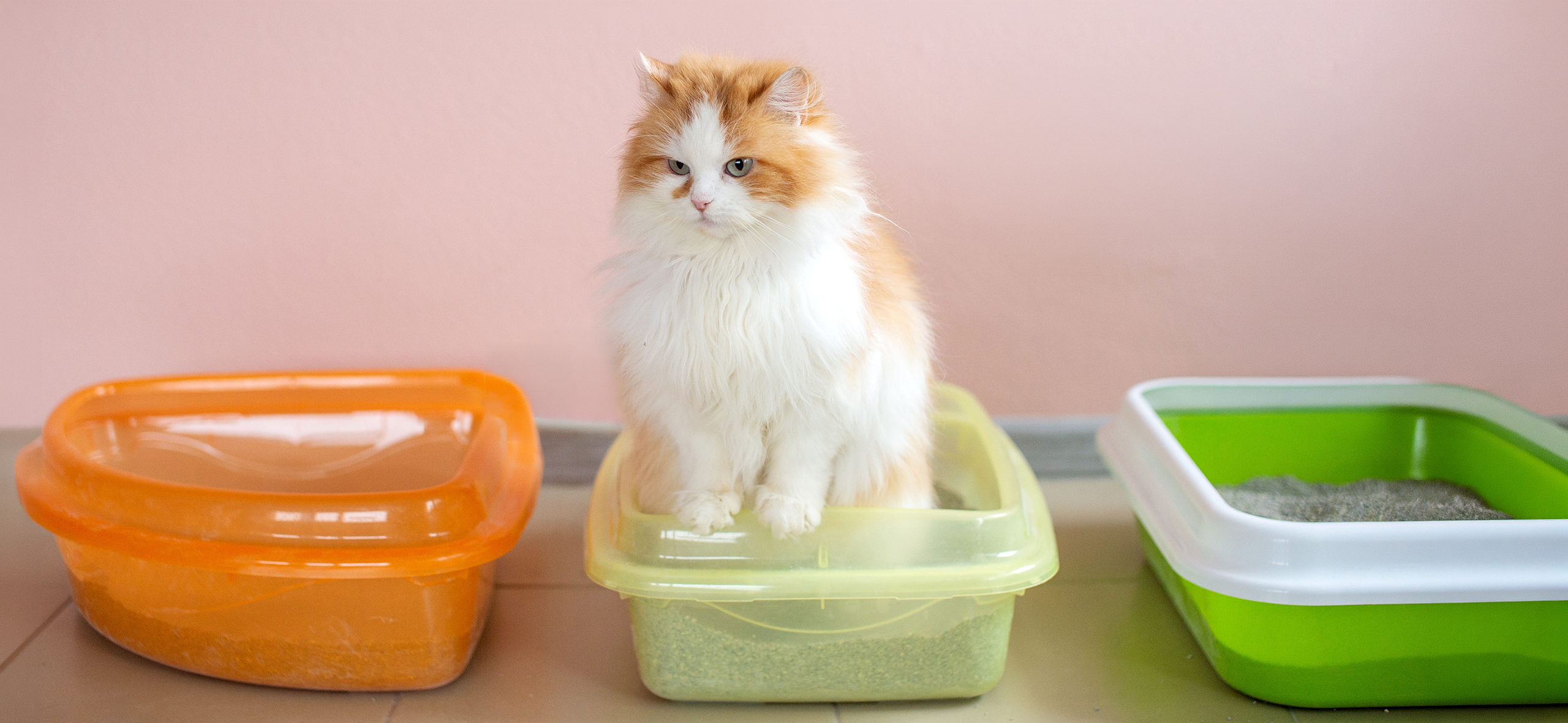 Мочекаменная болезнь у котов: что делать и как лечить