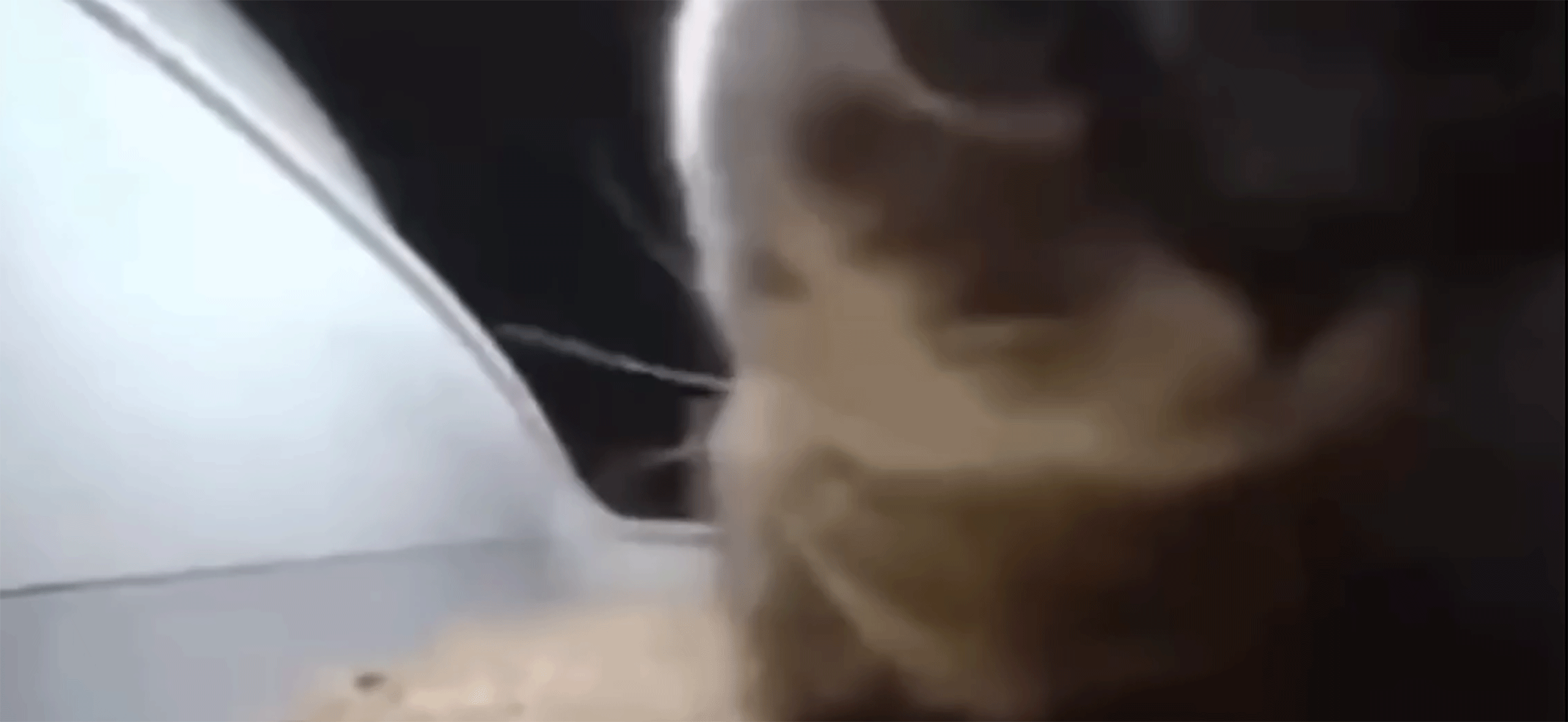«Чипи-чипи чапа-чапа»: откуда взялся танцующий в лотке кот и как он стал вирусным мемом