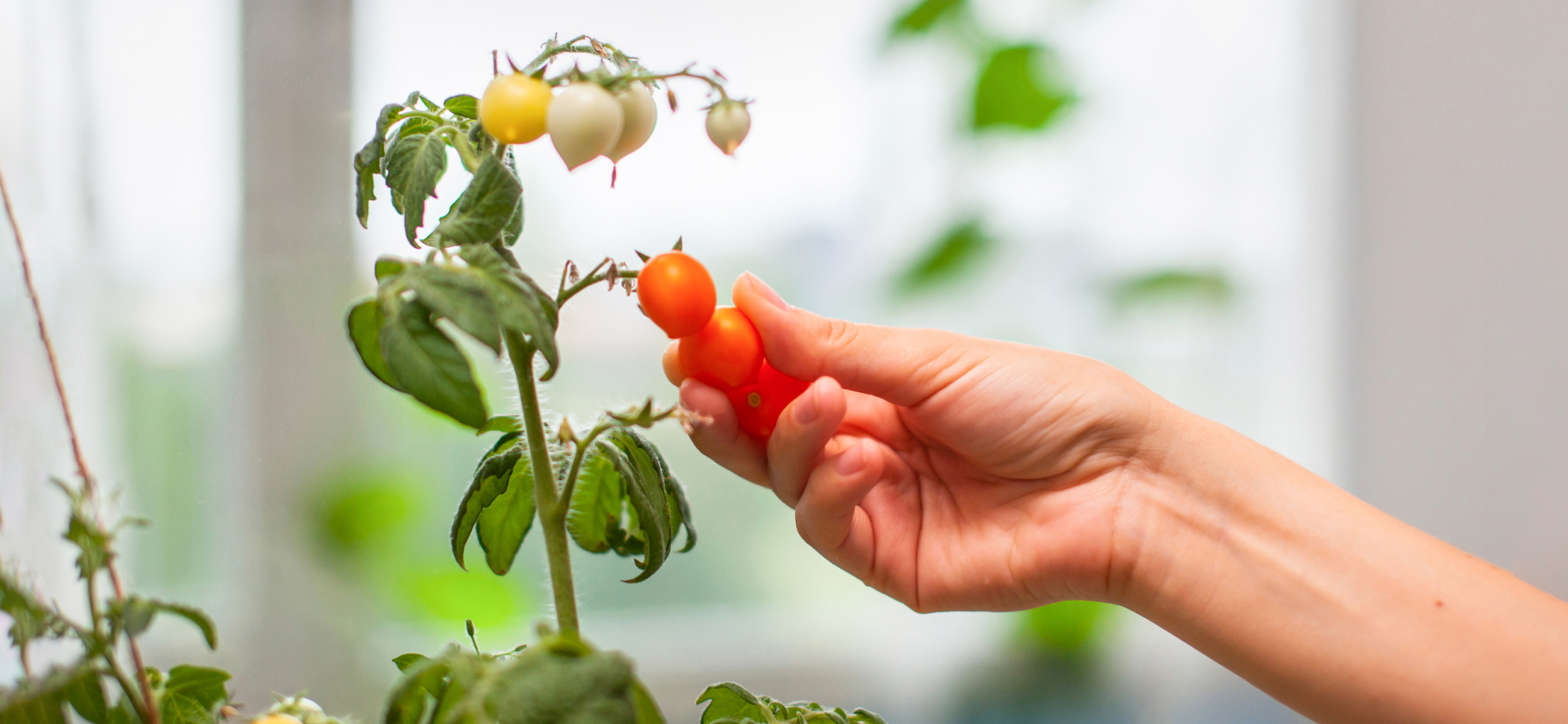 «Заметила первую желтеющую поми­дорку»: что можно вырастить на бал­коне или подокон­нике
