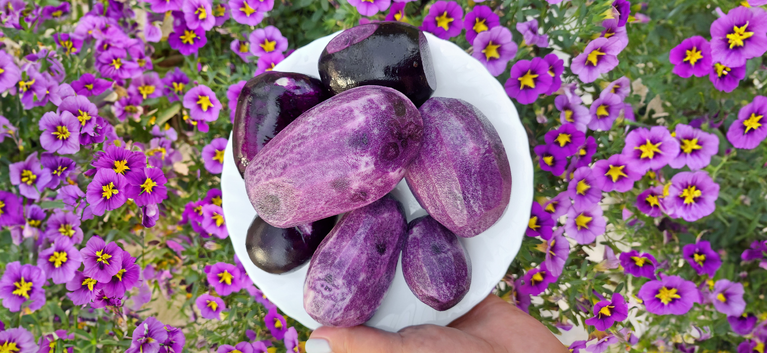 Фиолетовая морковь и круглые кабачки: 10 овощей для ого­рода, которые удивят гостей цветом и формой