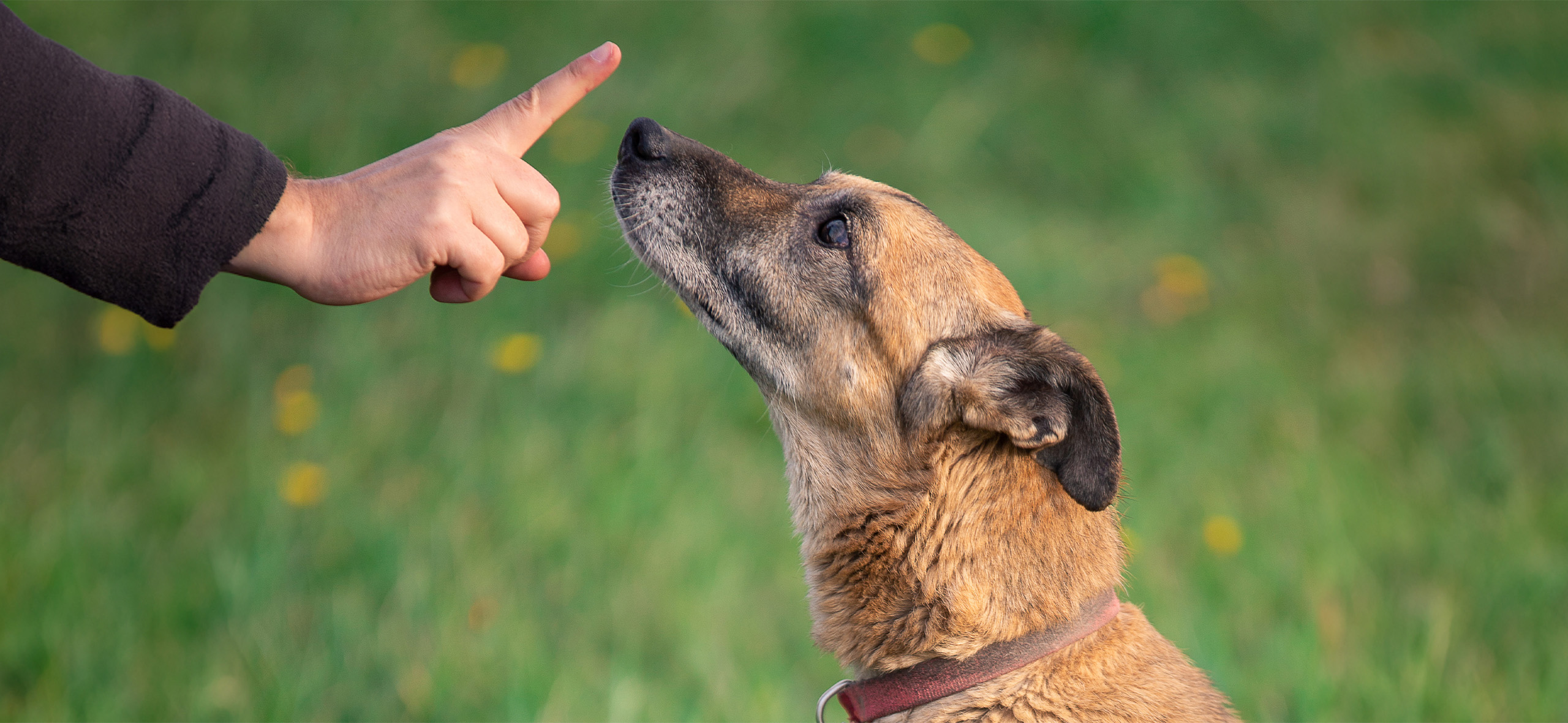 Перекармливать, наказывать, вязать «для здоровья»: 11 частых ошибок владельцев собак