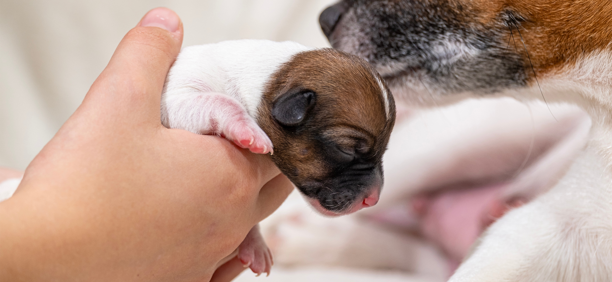 Как проходит бере­мен­ность у собак и что делать, если она незапланиро­ванная
