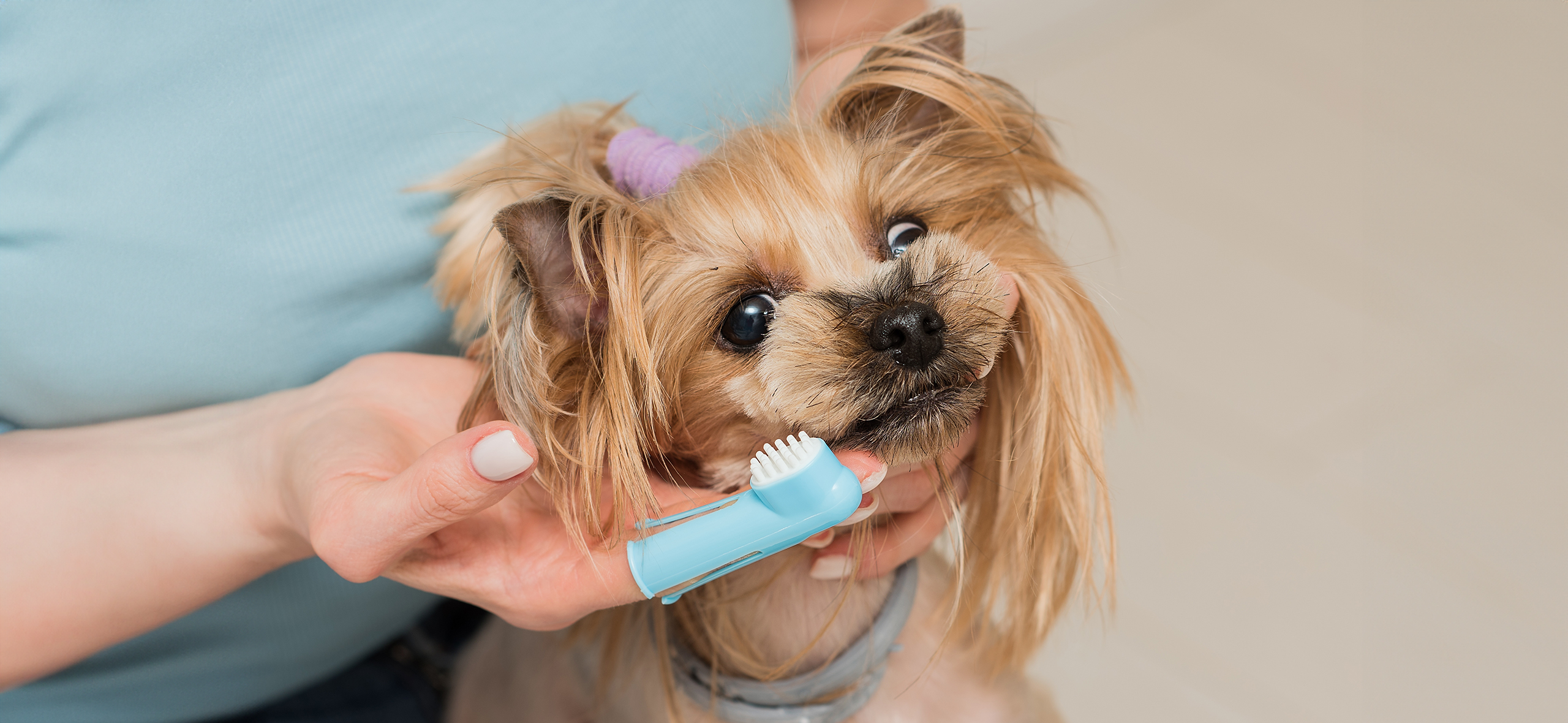 Как правильно чистить зубы собаке: пошаговая инструкция