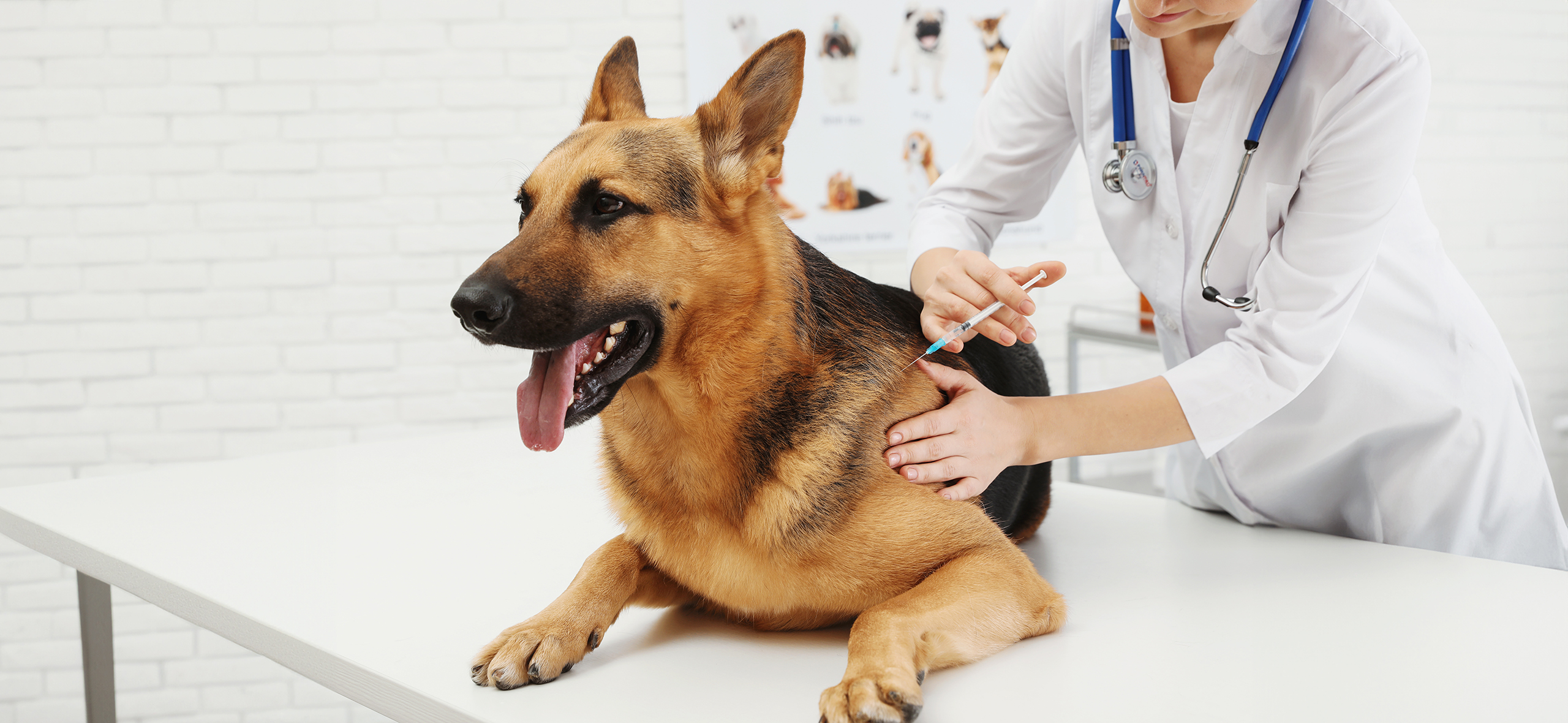 Вакцинация собак: когда и какие прививки делать