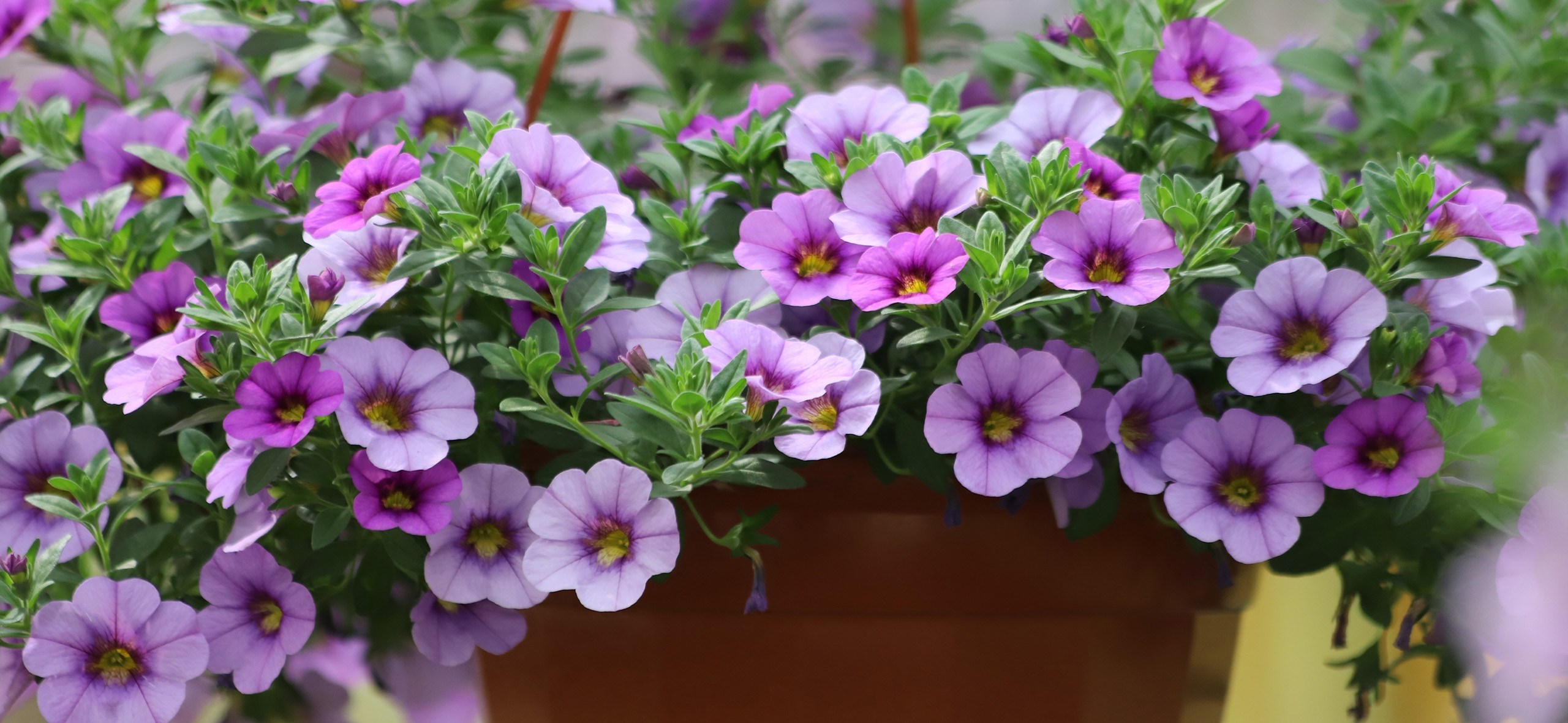 16 необычных садовых цветов, которые нужно сеять на рассаду уже в феврале