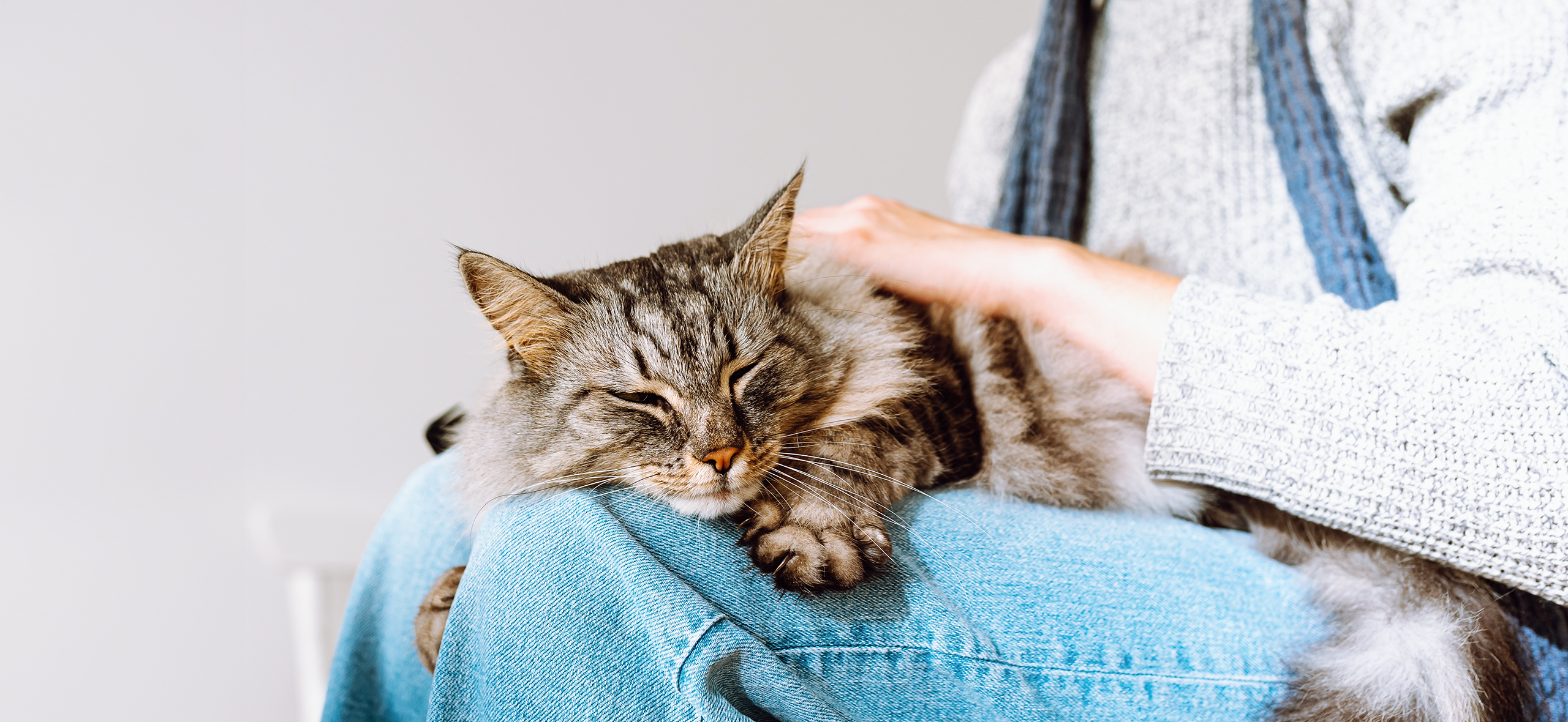 Инфекционный перитонит кошек: как распознать и вылечить