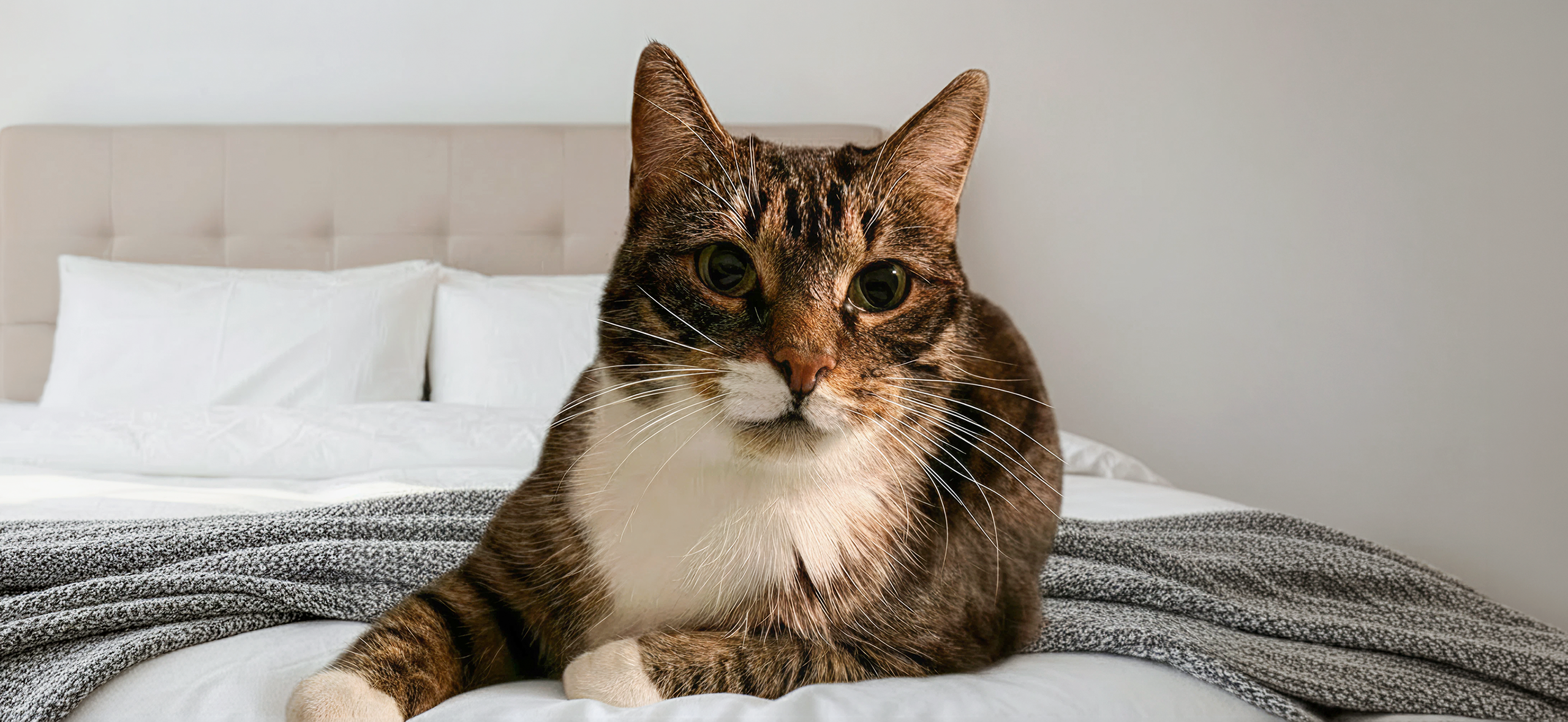 ВИК не приговор: как я забочусь о кошке с вирусом иммуно­дефицита