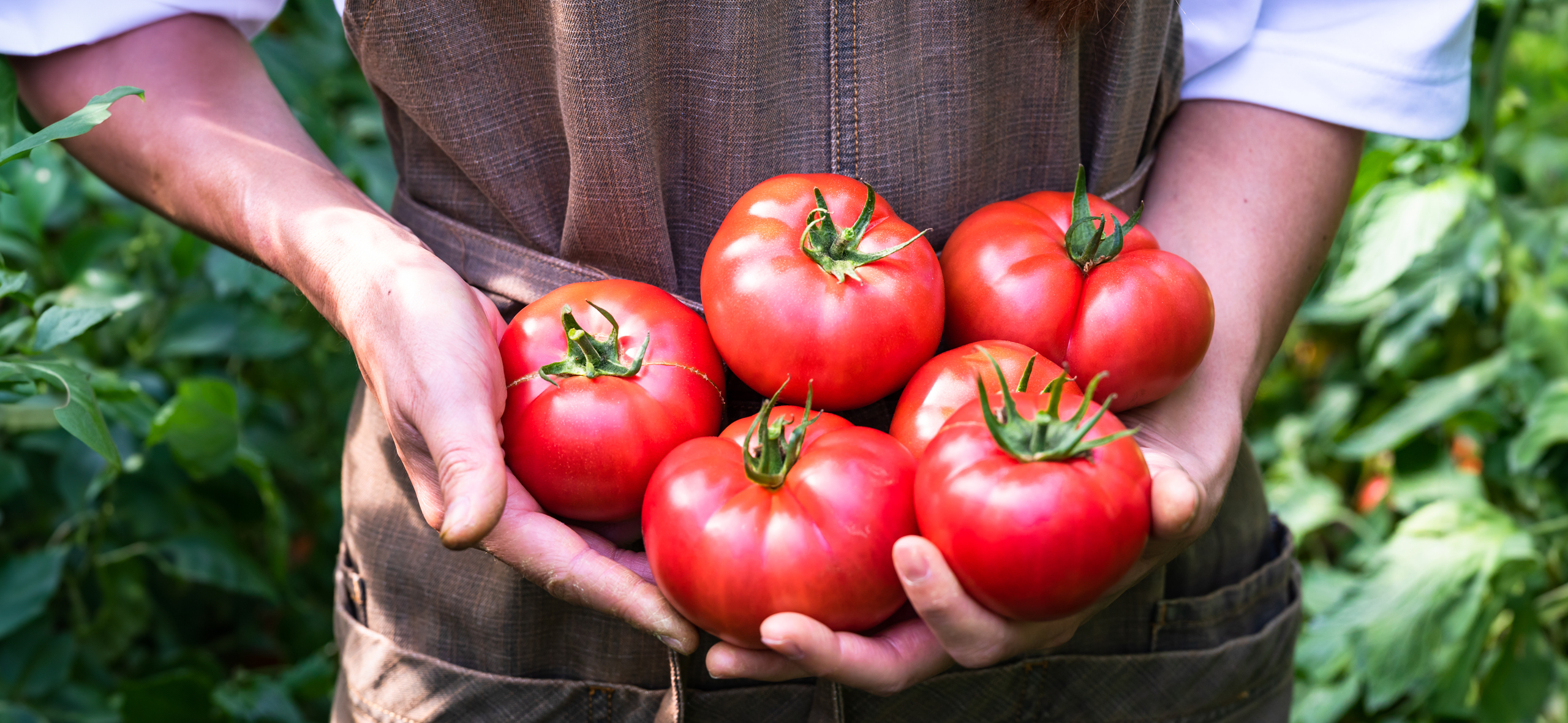 Как ухаживать за помидорами, чтобы они не почернели в середине лета