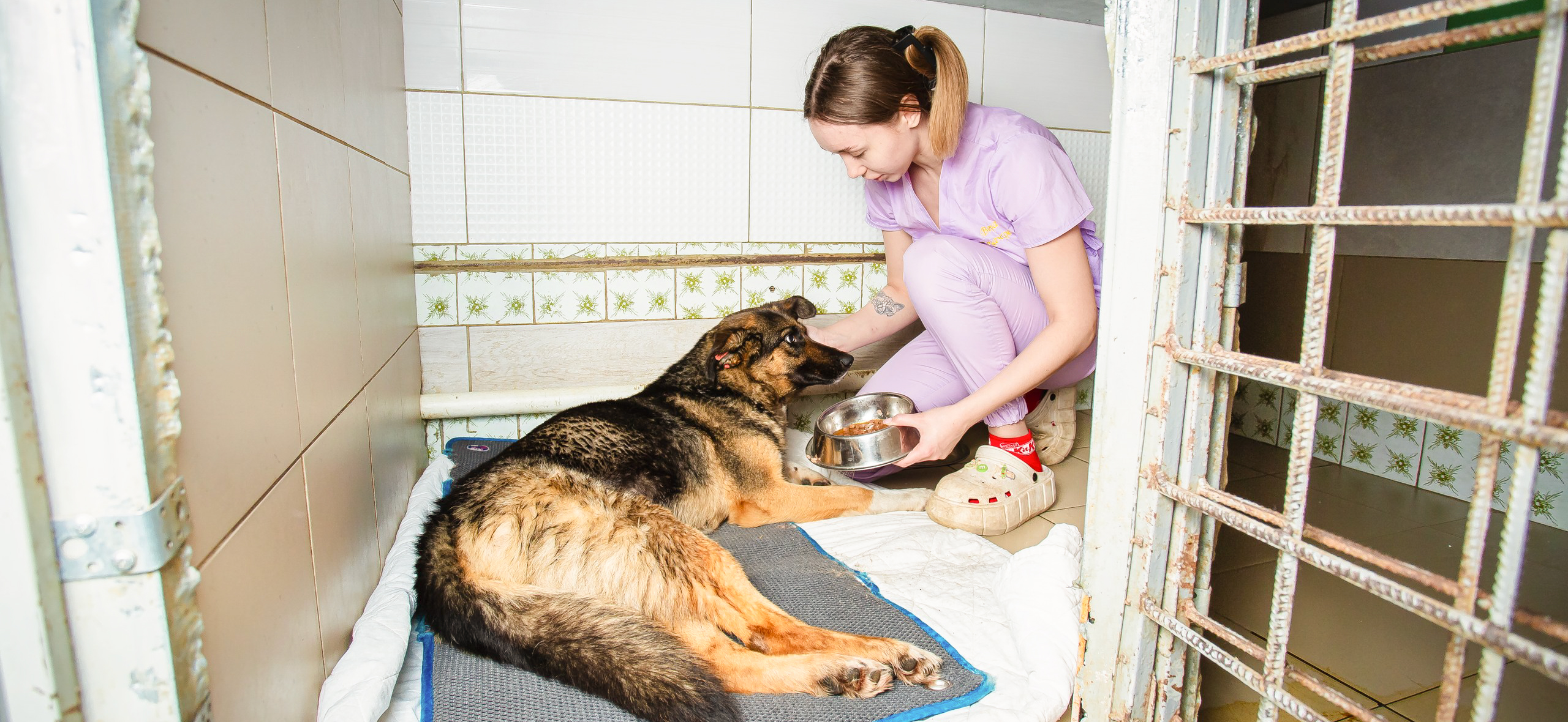 Запускаем сериал о помощи животным: герои строят соци­аль­ный ветери­нар­ный центр под Пен­зой