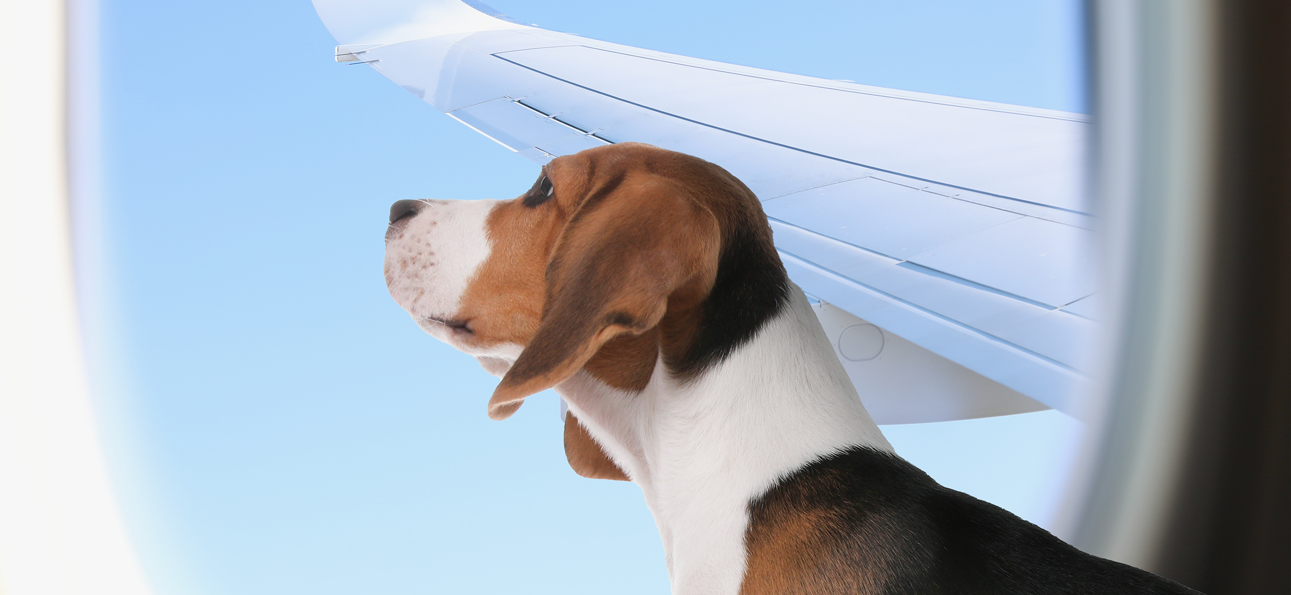 Как перевозить животных в само­лете