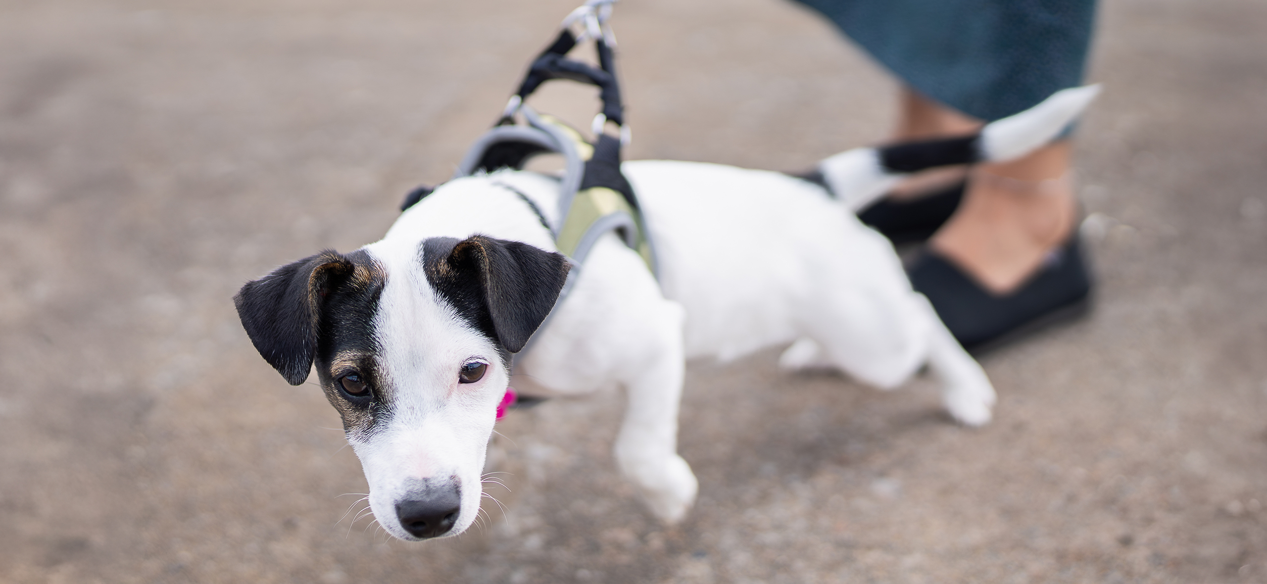 Собака тянет пово­док. Как научить ее гулять спокойно?