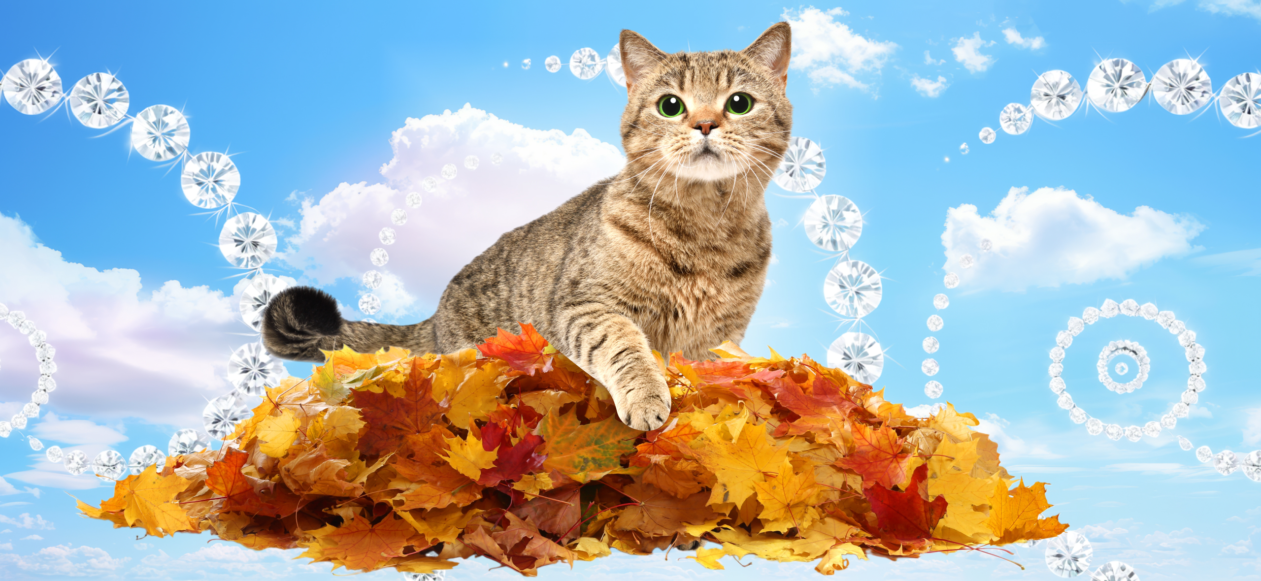 Правда ли​, что кошки скучают по своим хозяевам?