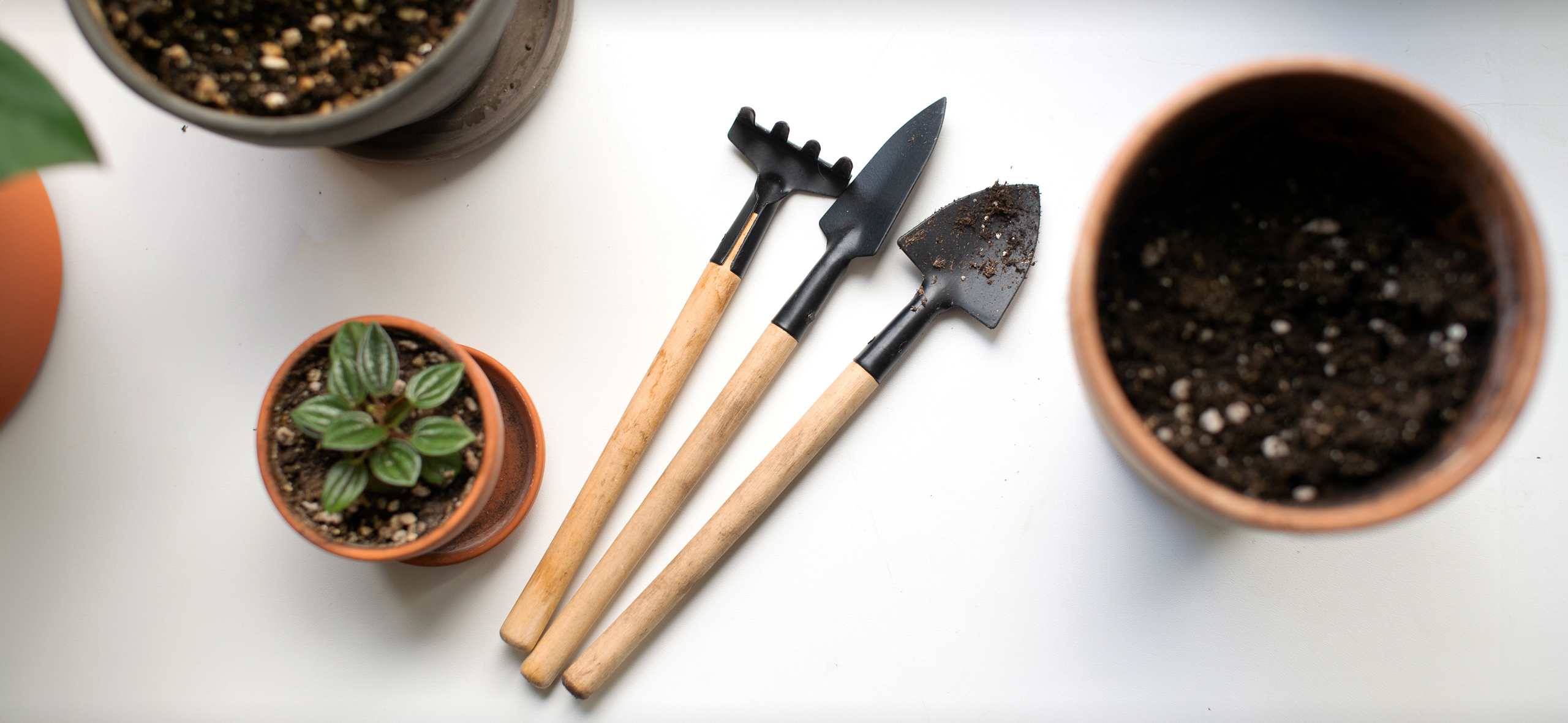 Рекомендую: набор мини-садовых инстру­ментов для ком­натных растений