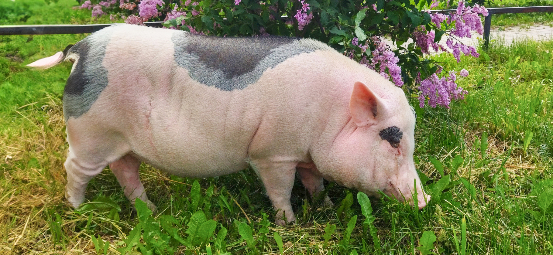 «Если свинка хочет еду, она ее добудет»: сколько стоит содер­жать минипига