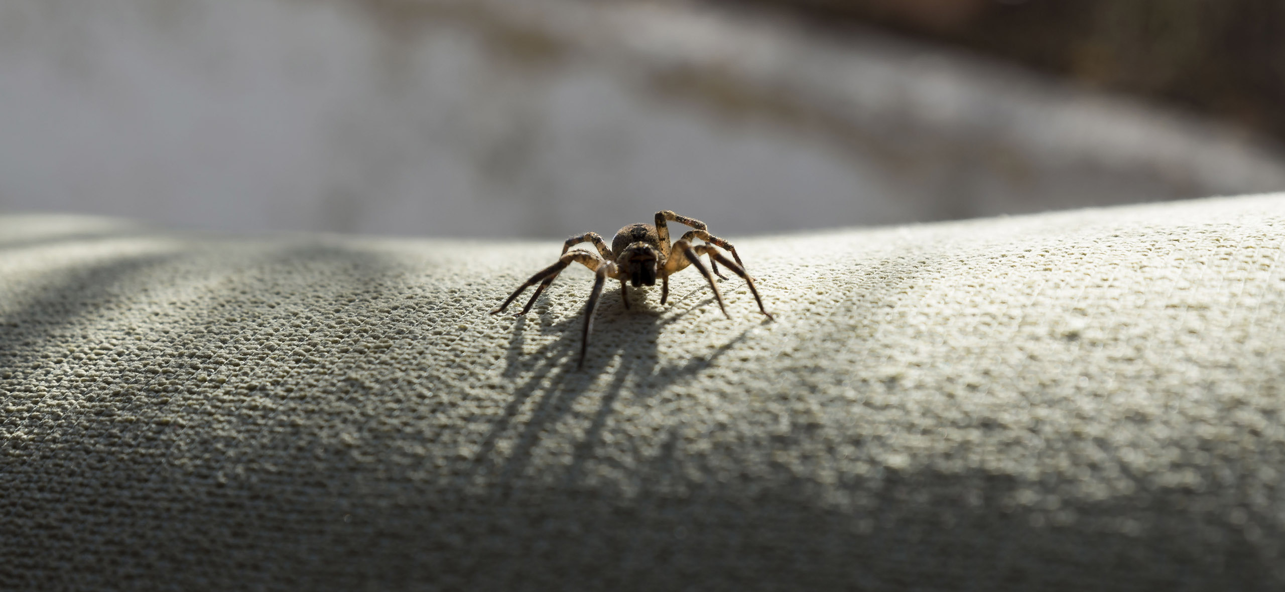 Как избавиться от пауков в квартире или частном доме
