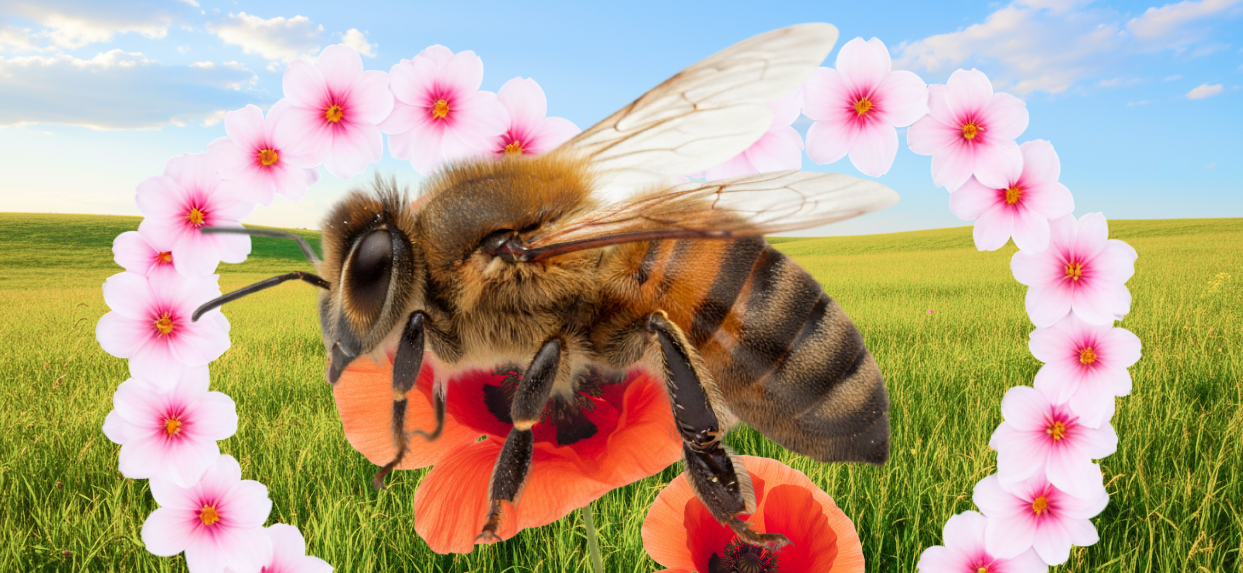 Правда ли, что пчелы вымирают?