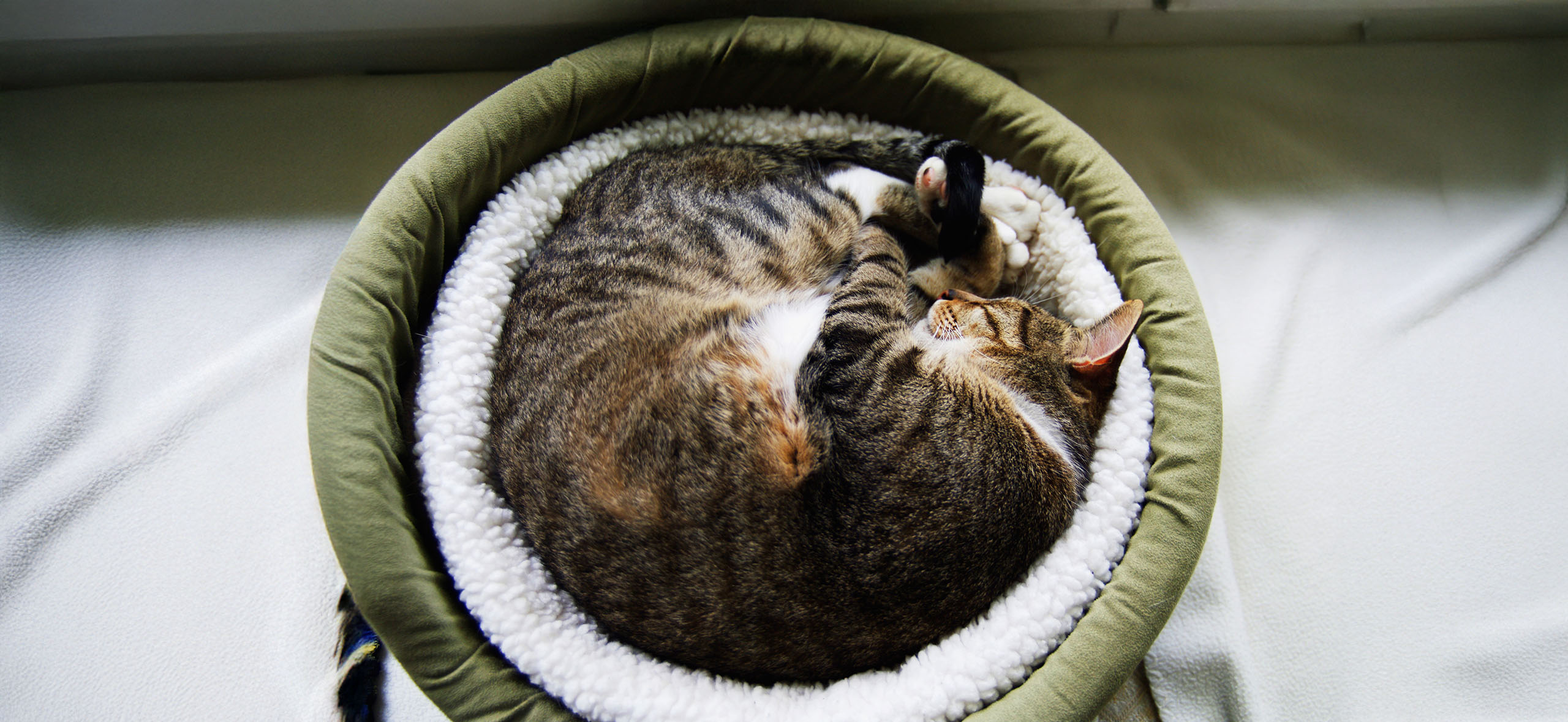 Лоток под шкафом и лежанка из чемо­дана: 8 деталей интерьера для домаш­­них животных