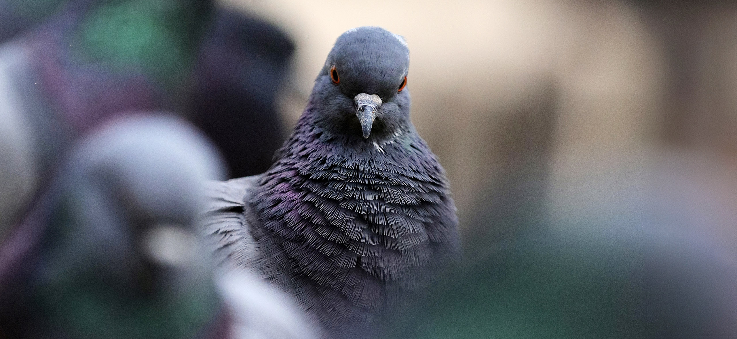 «Заразные, глупые и беспо­лезные»: 6 мифов о голубях