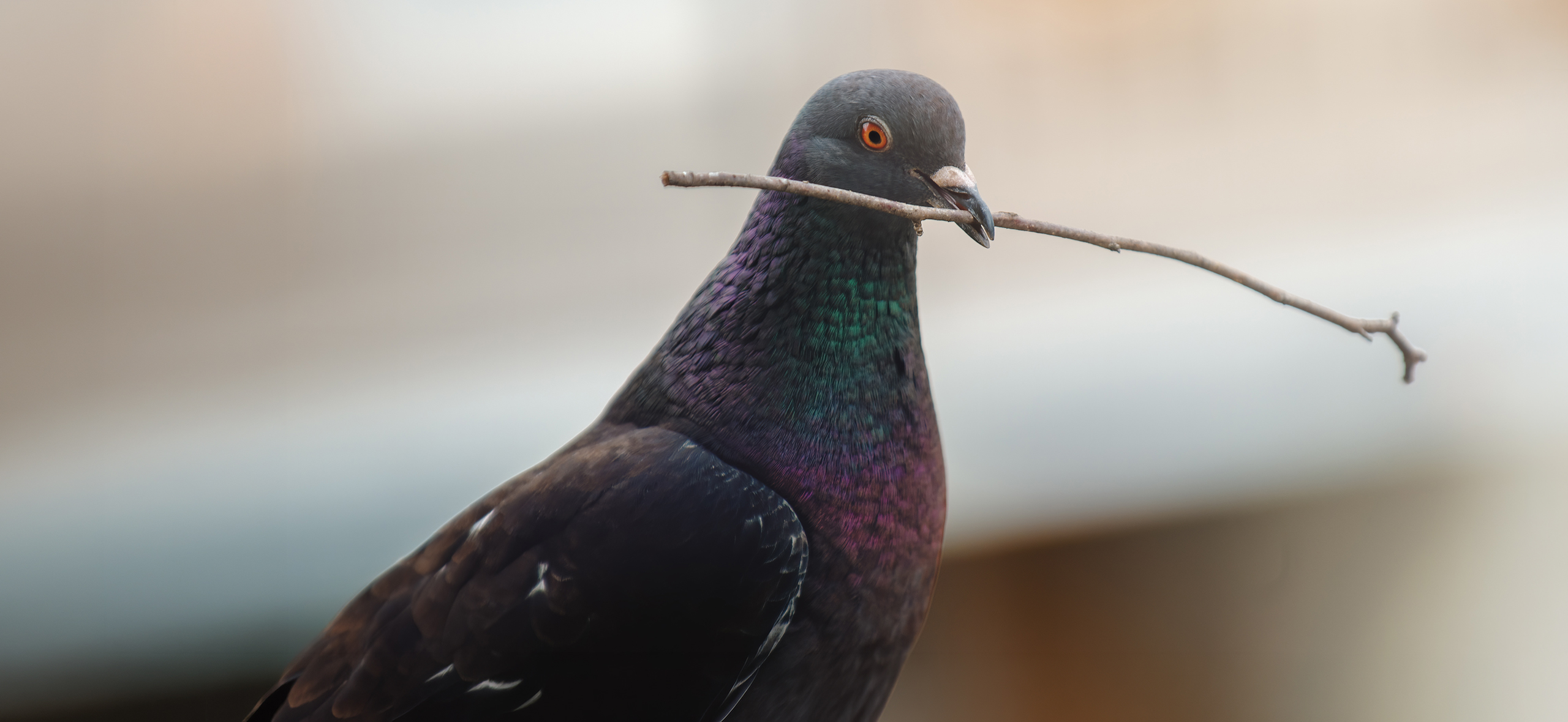 Что делать, если голуби свили гнездо на балконе