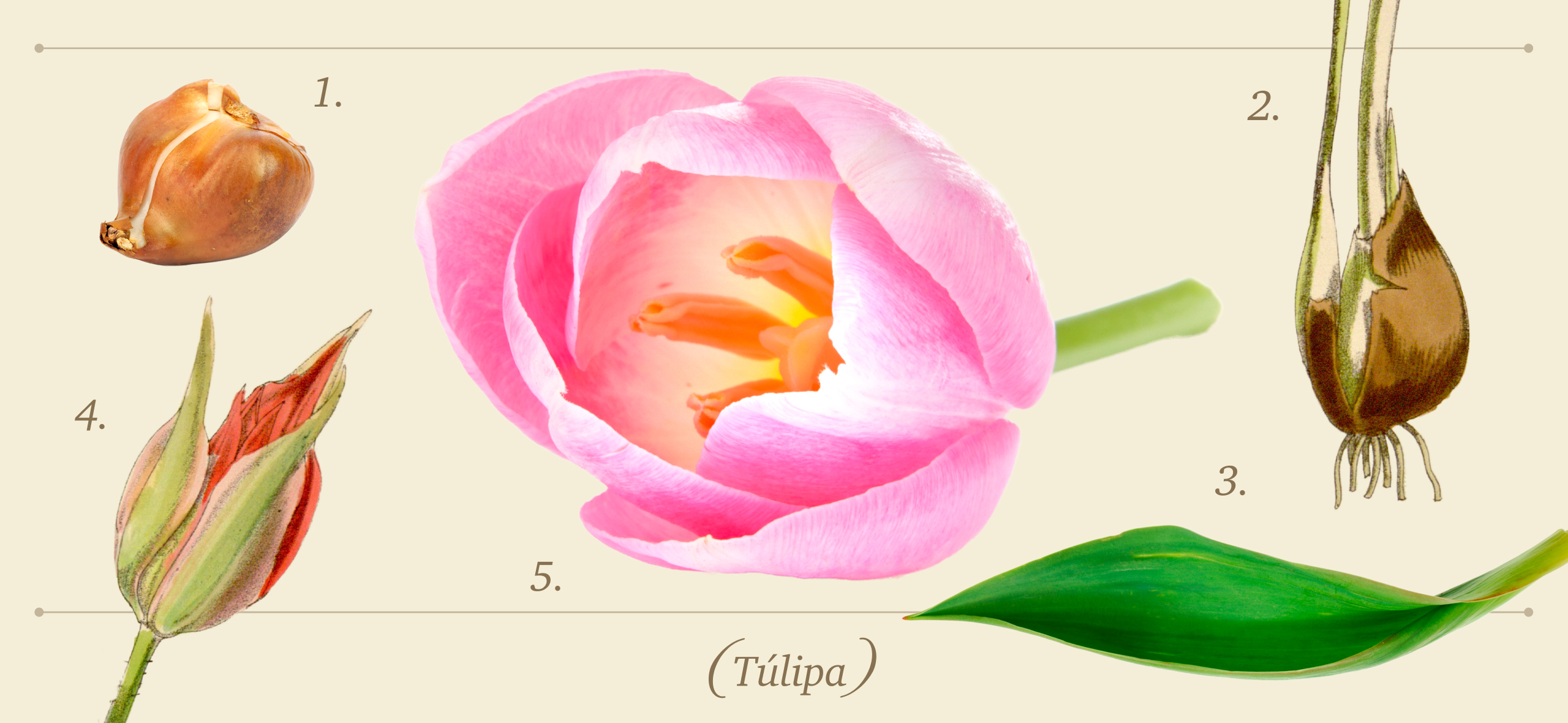 Как и когда сажать тюльпаны, чтобы они дожили до весны