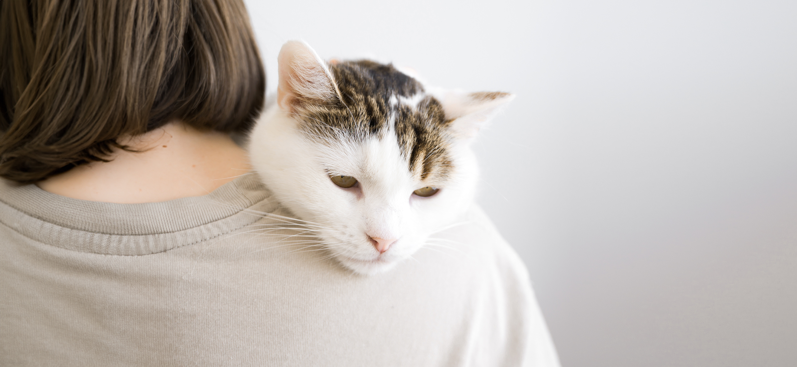 Нематоды у кошек и собак: лечение от круглых червей у домашних животных