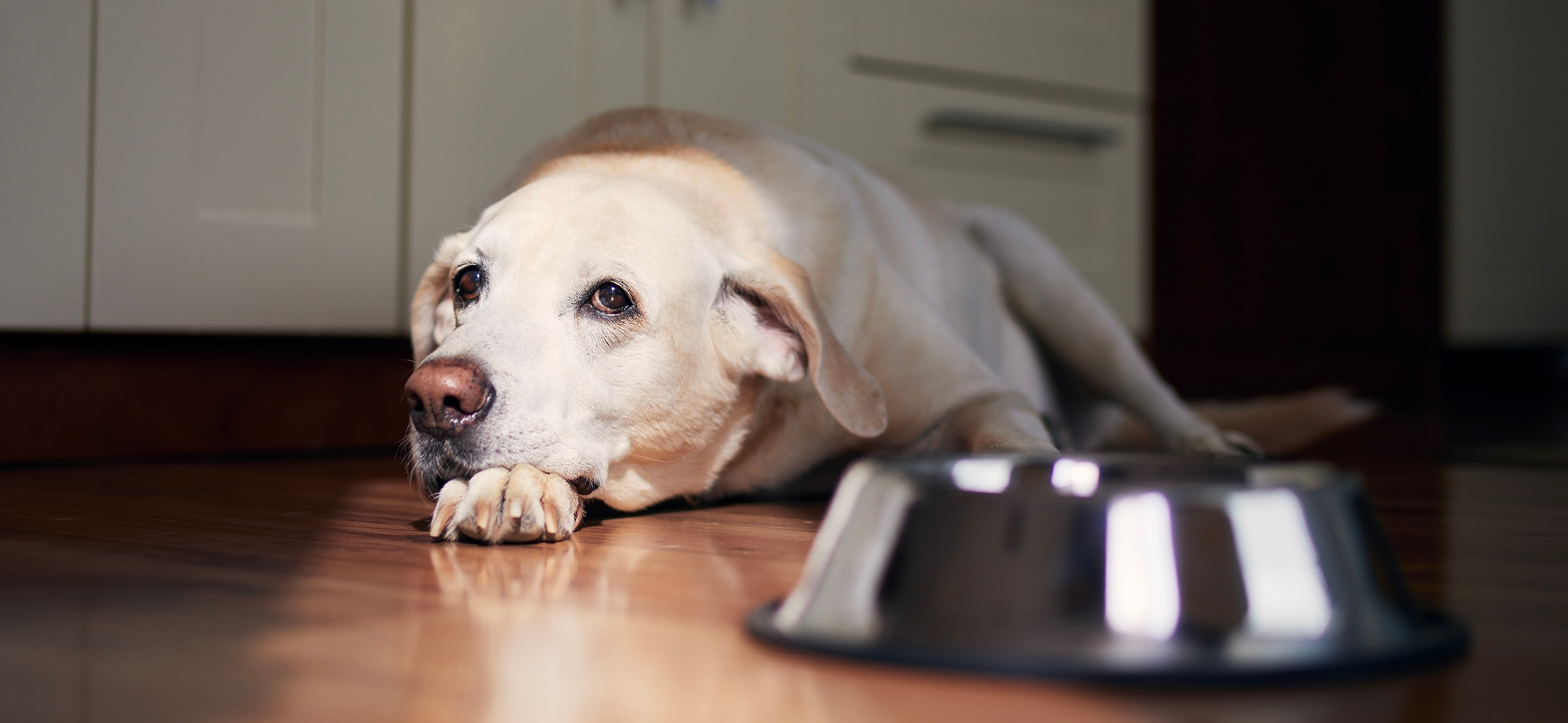 Как помочь питомцу при рвоте и диарее