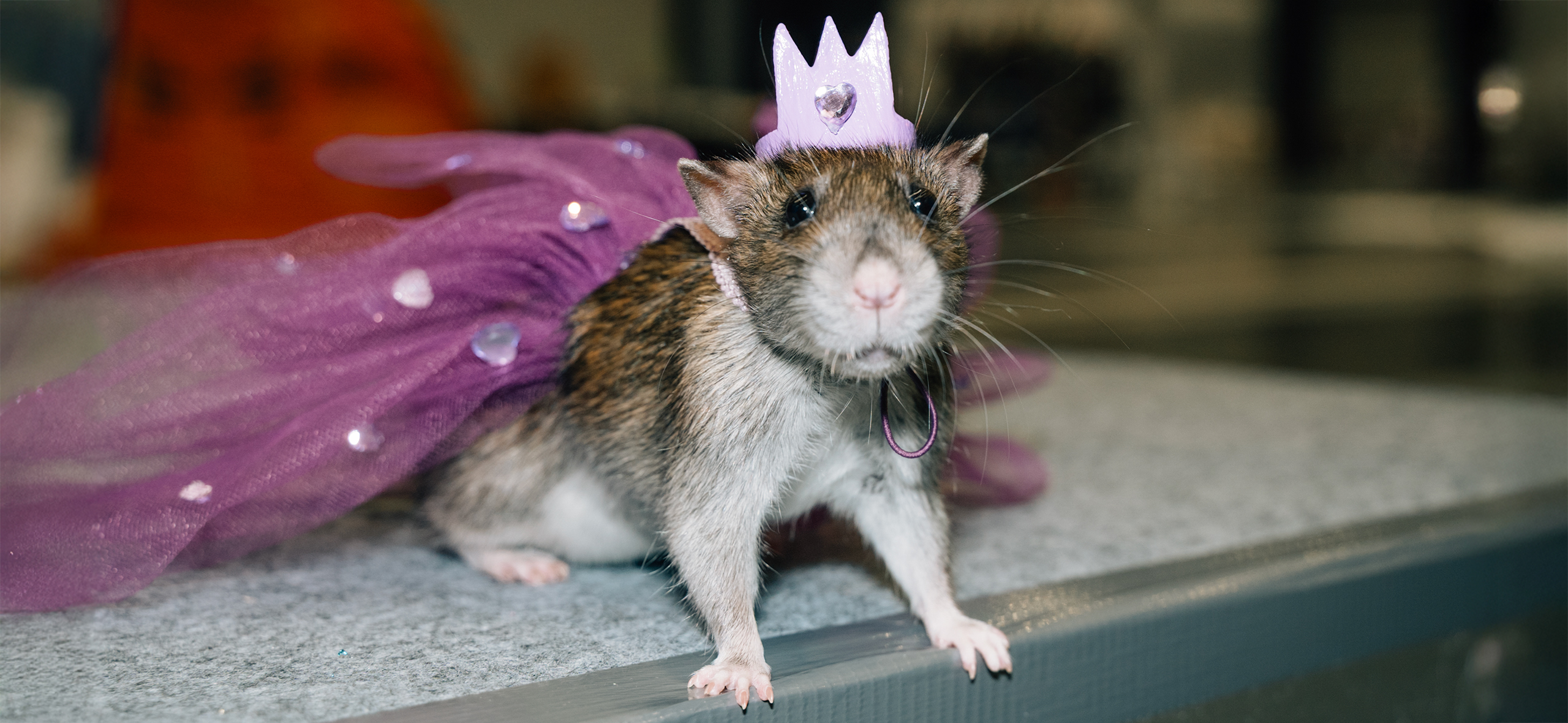 «Девушка с характе­ром, не выглядит на свой возраст»: фото­репортаж с выставки крыс в Петербурге